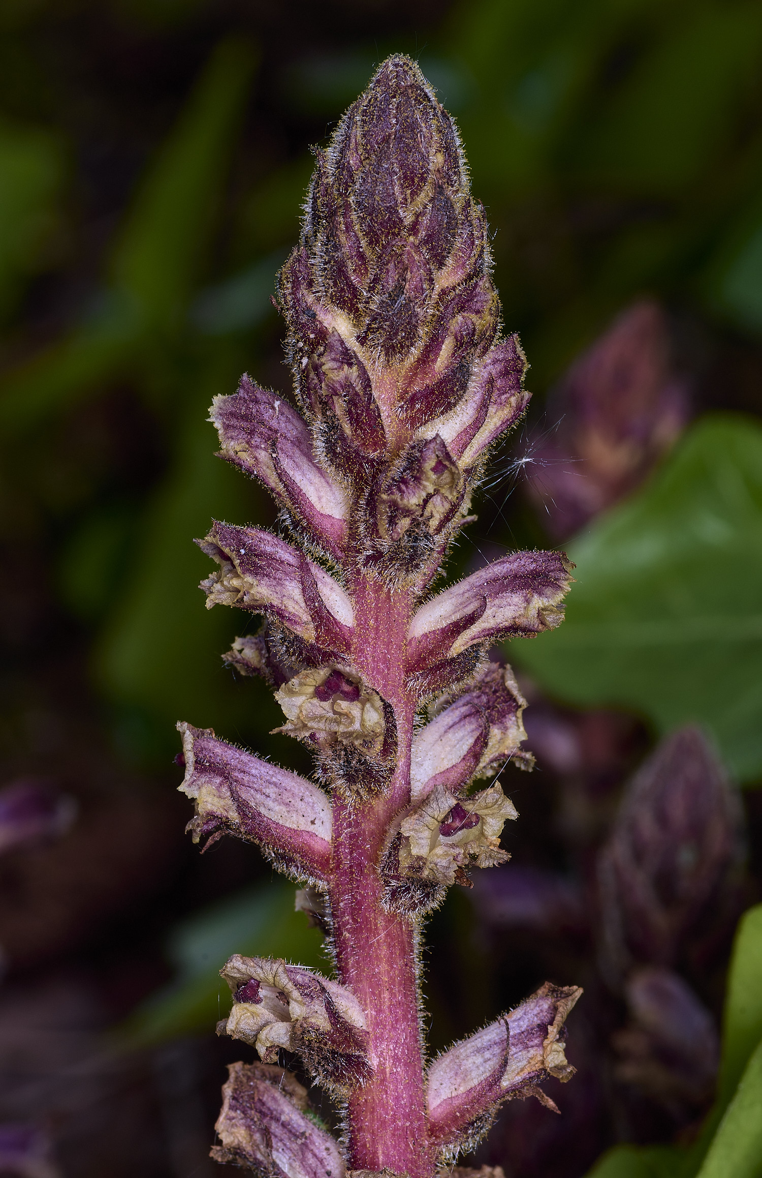 NorwichIvyBroomrape170526-2