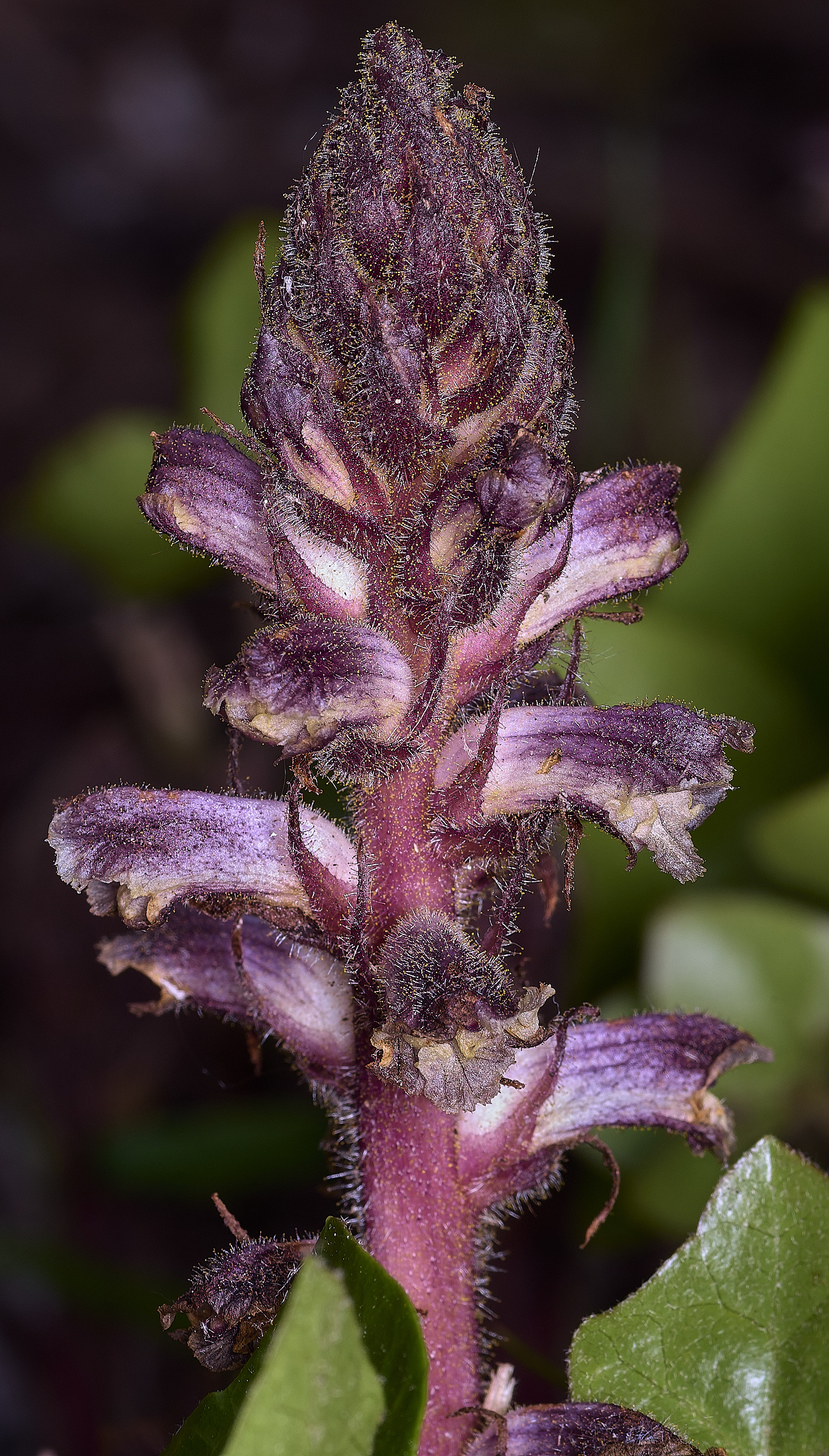 NorwichIvyBroomrape170526-3