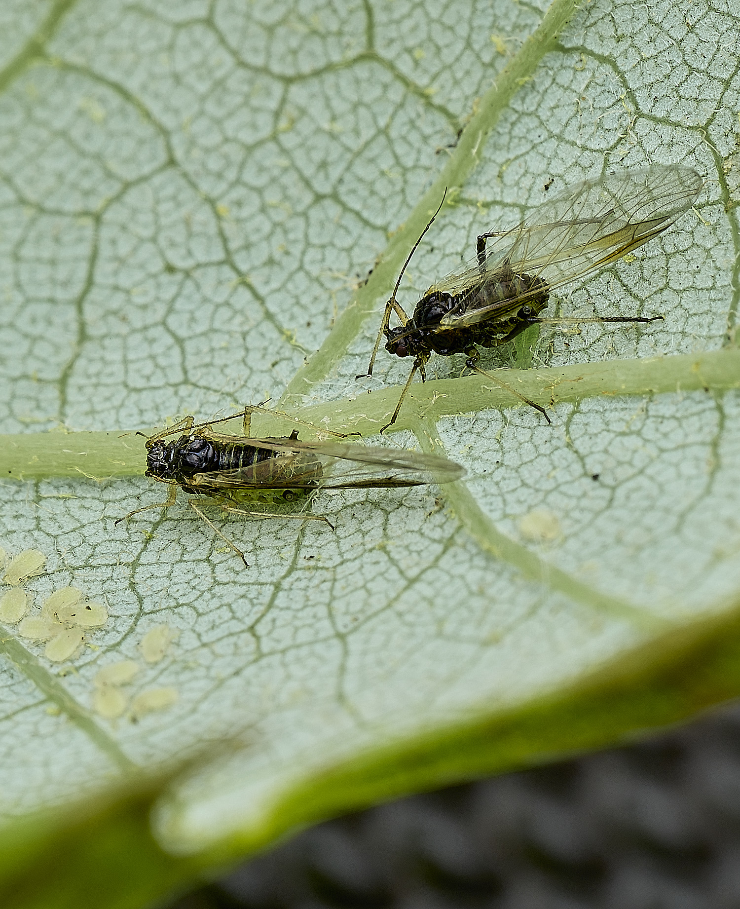 NorwichPeriphyllustestudinaceus170526-3