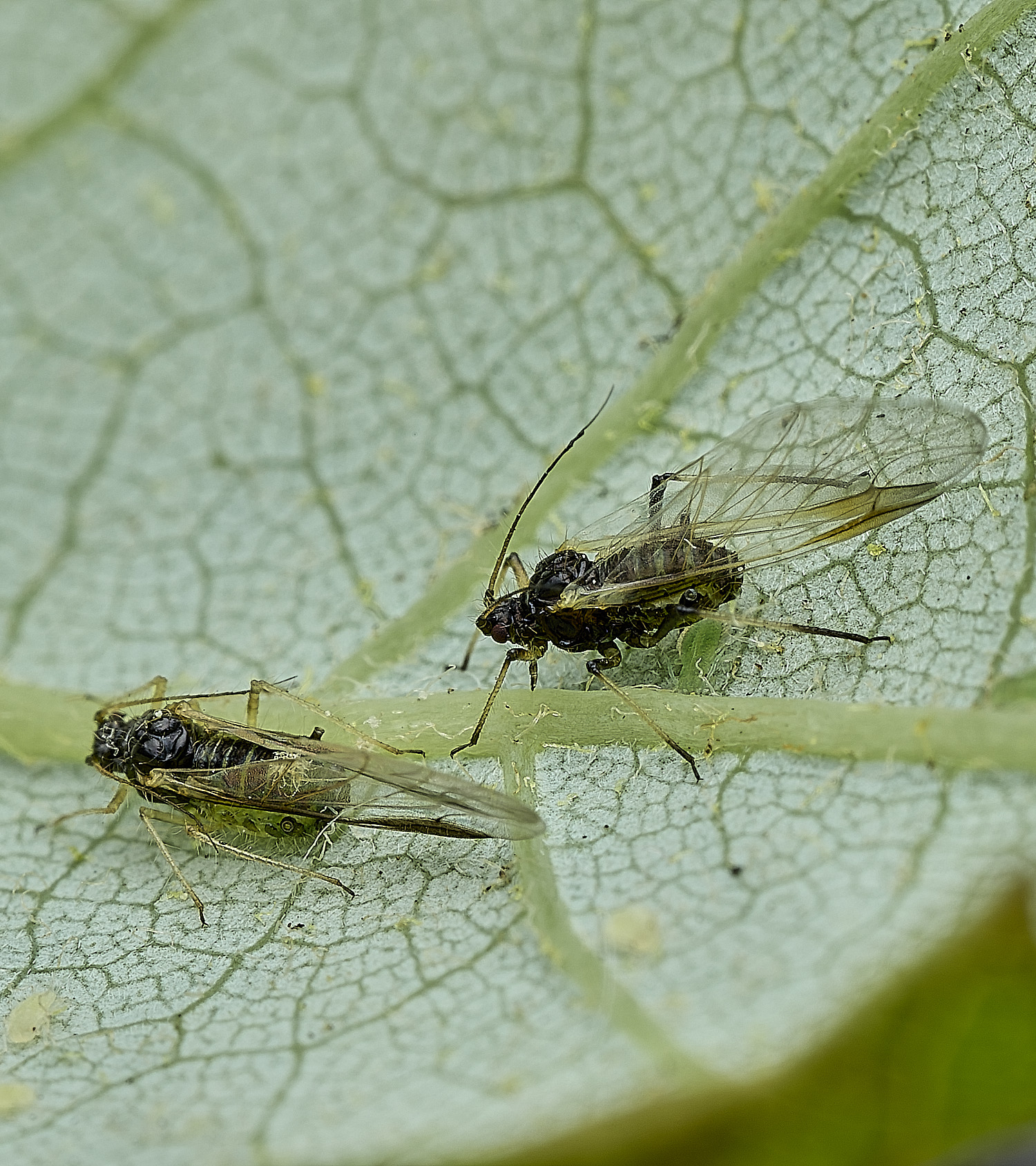 NorwichPeriphyllustestudinaceus170526-4