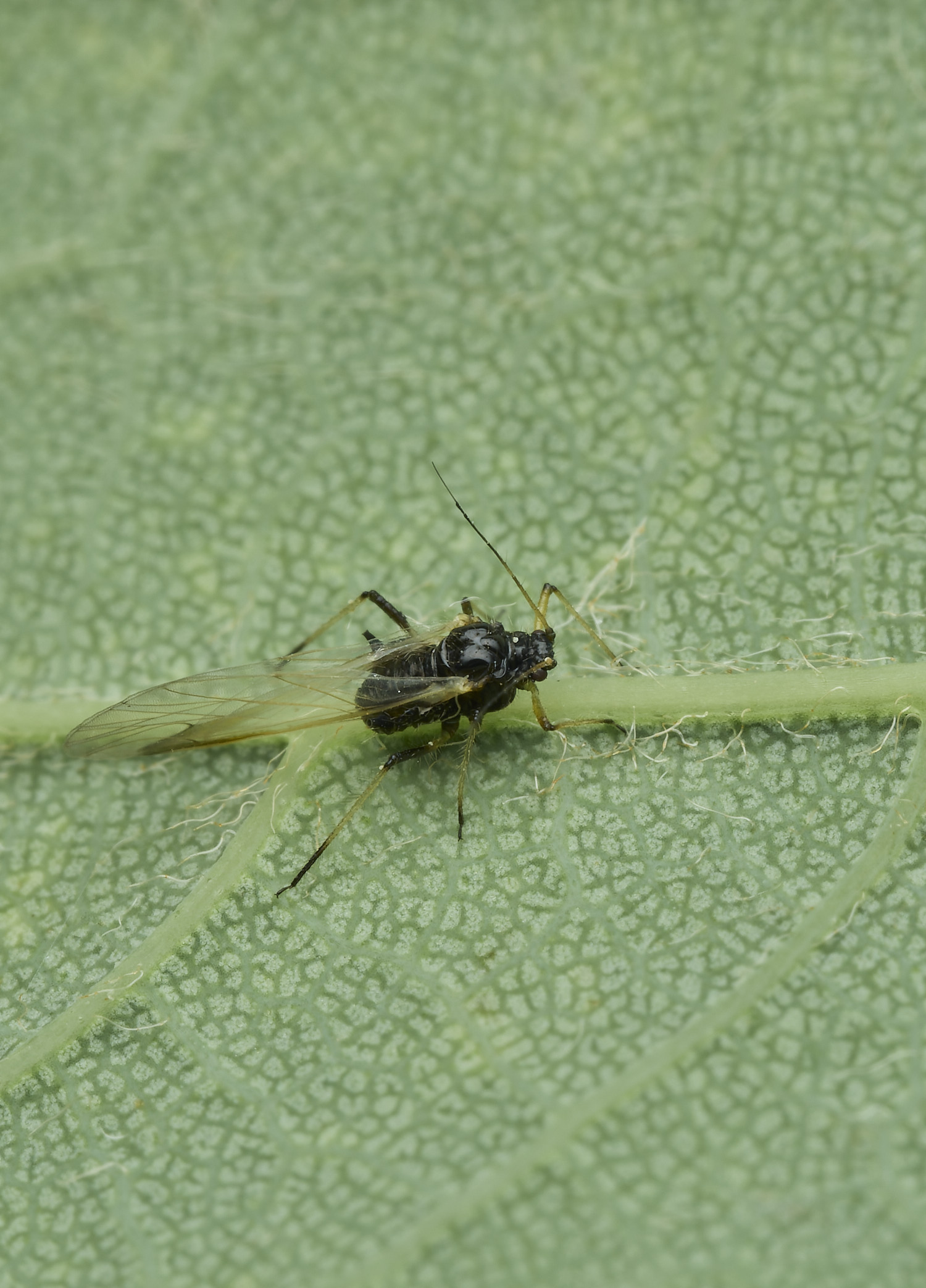 OverstrandAphid1110626-1