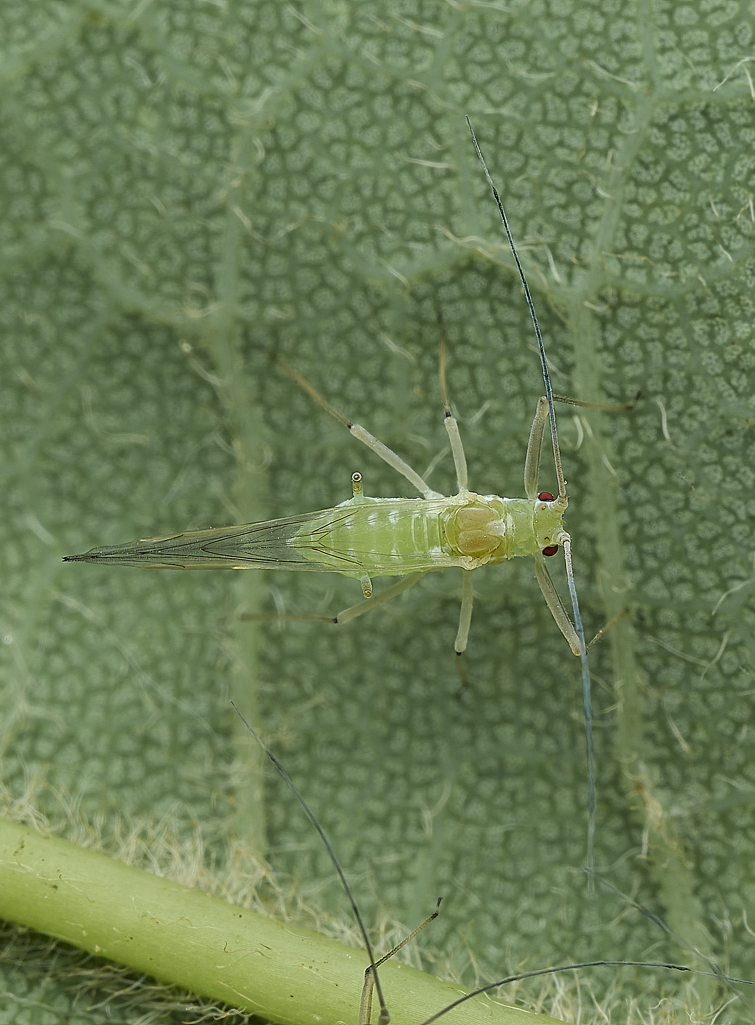 OverstrandAphid2110626-1