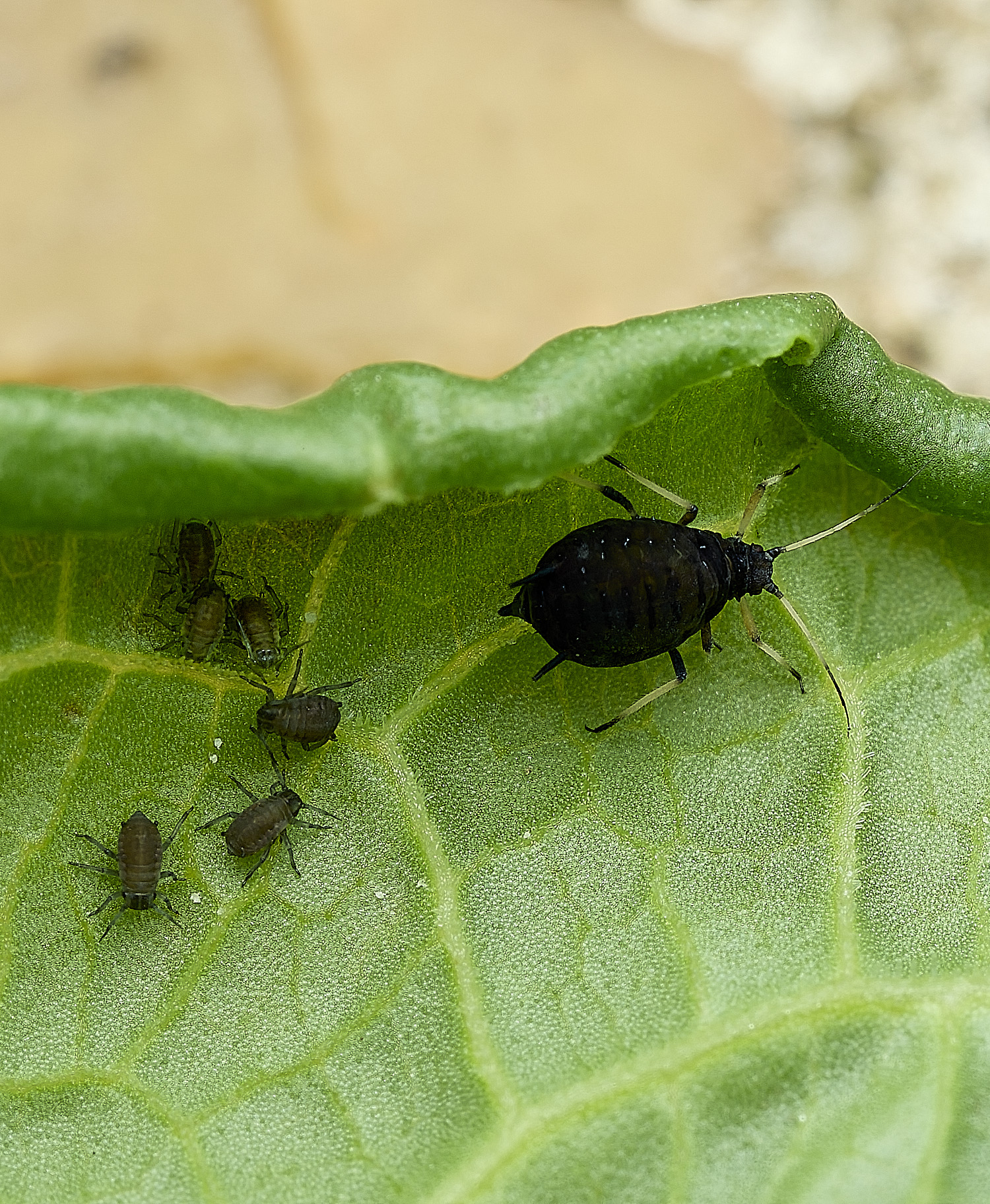 OverstrandAphid3110626-1