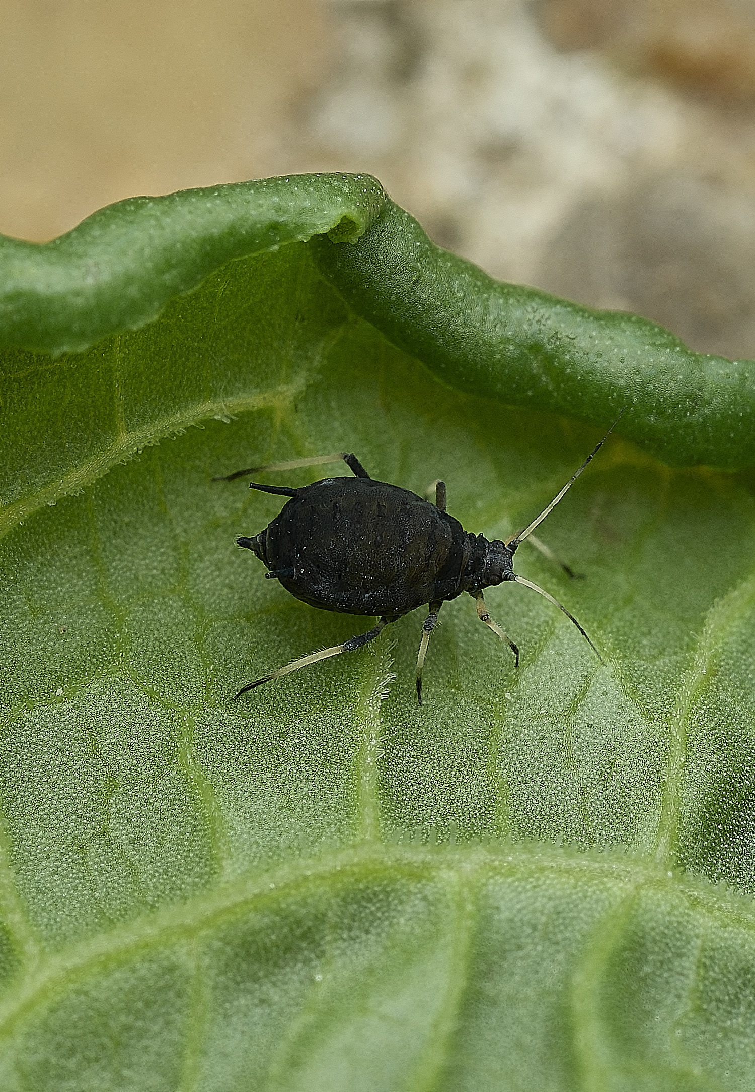 OverstrandAphid3110626-2