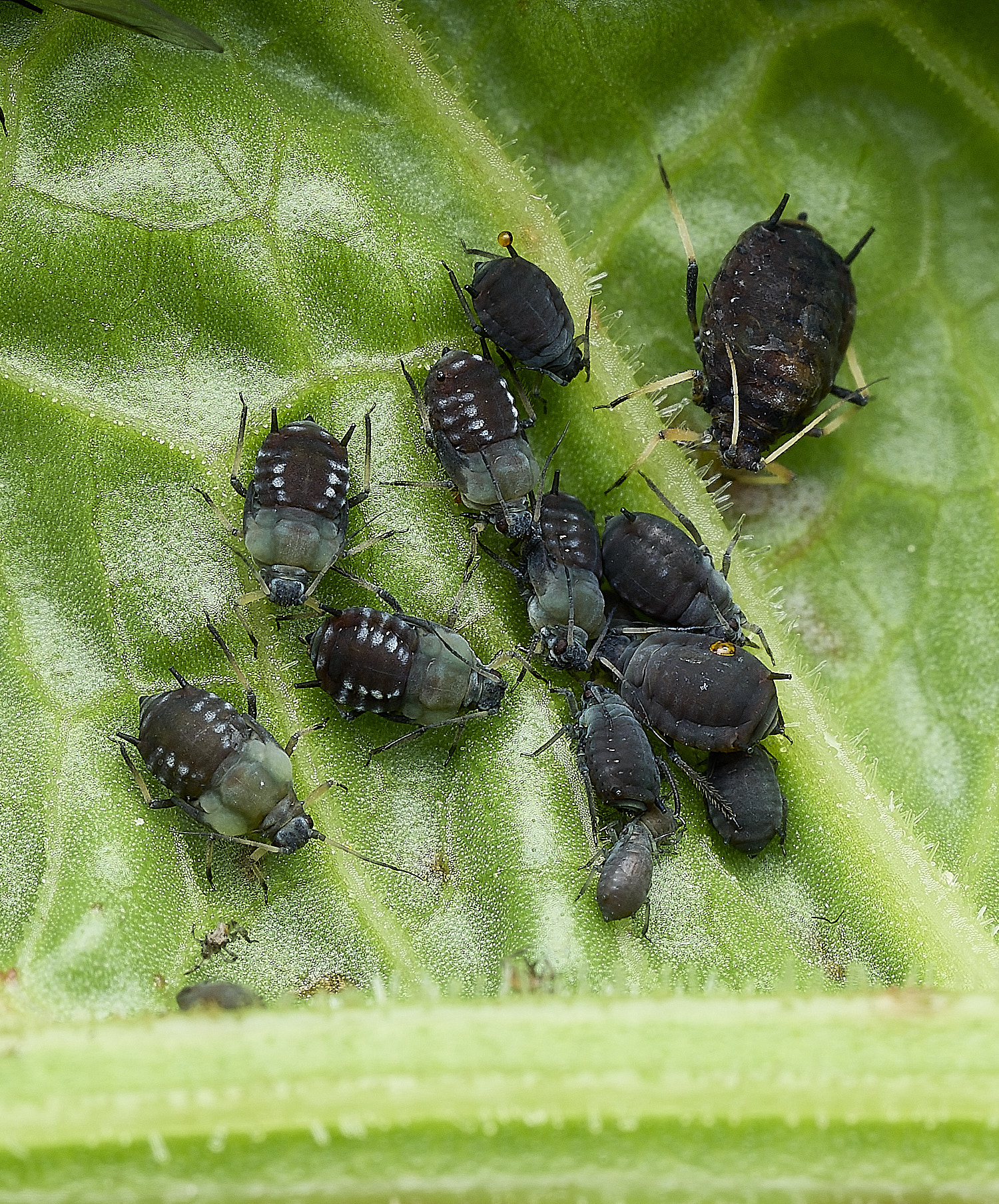 OverstrandAphid3110626-3