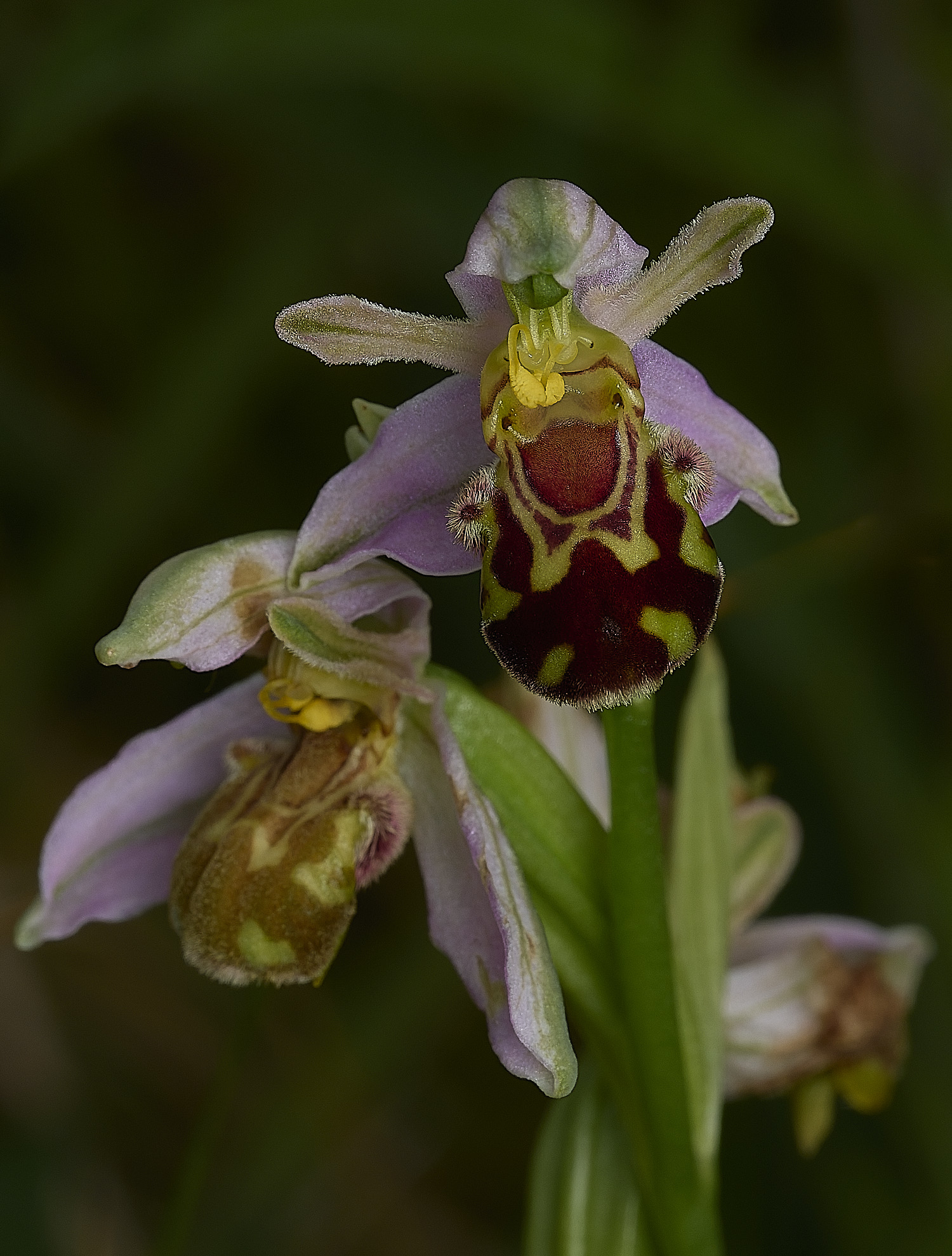 OverstrandBeeOrchid110626-1