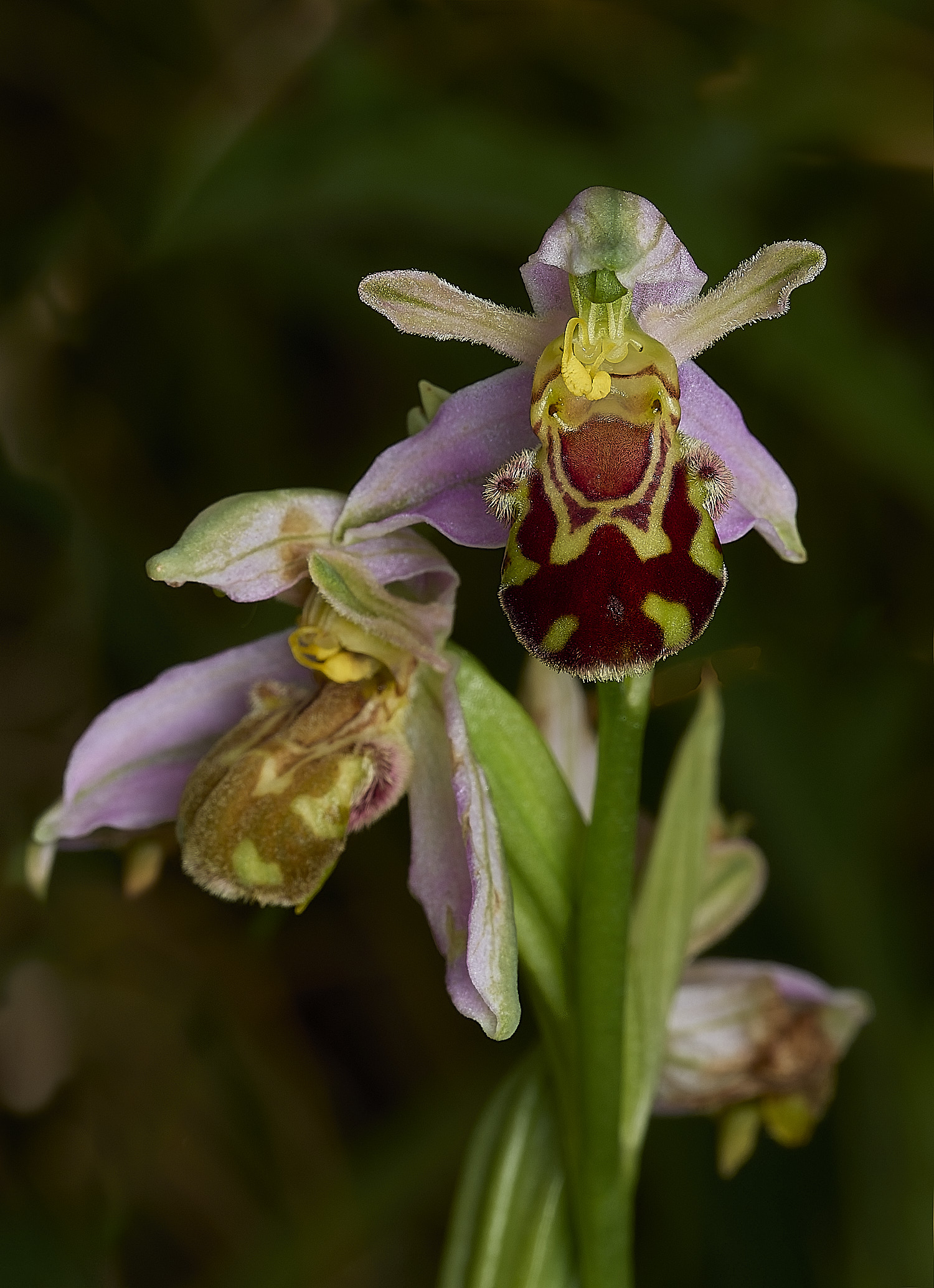 OverstrandBeeOrchid110626-2