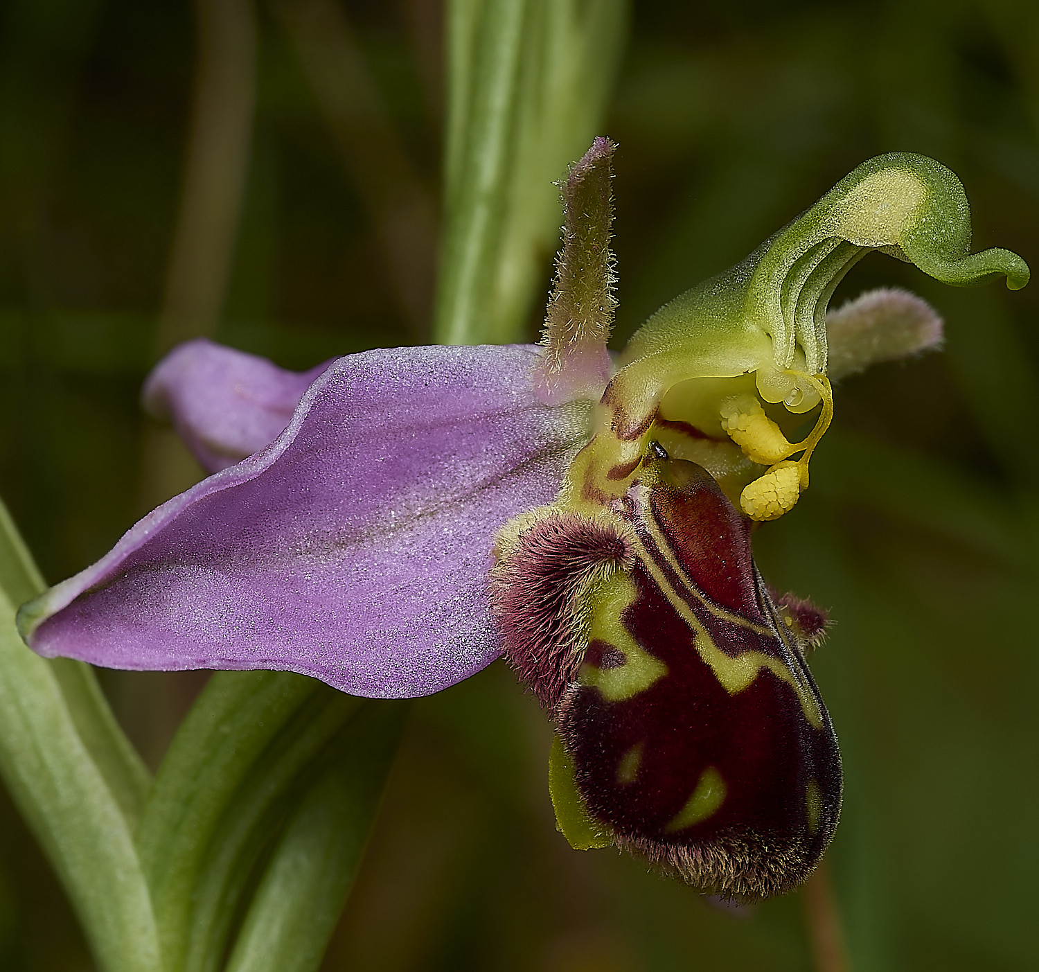 OverstrandBeeOrchid110626-6