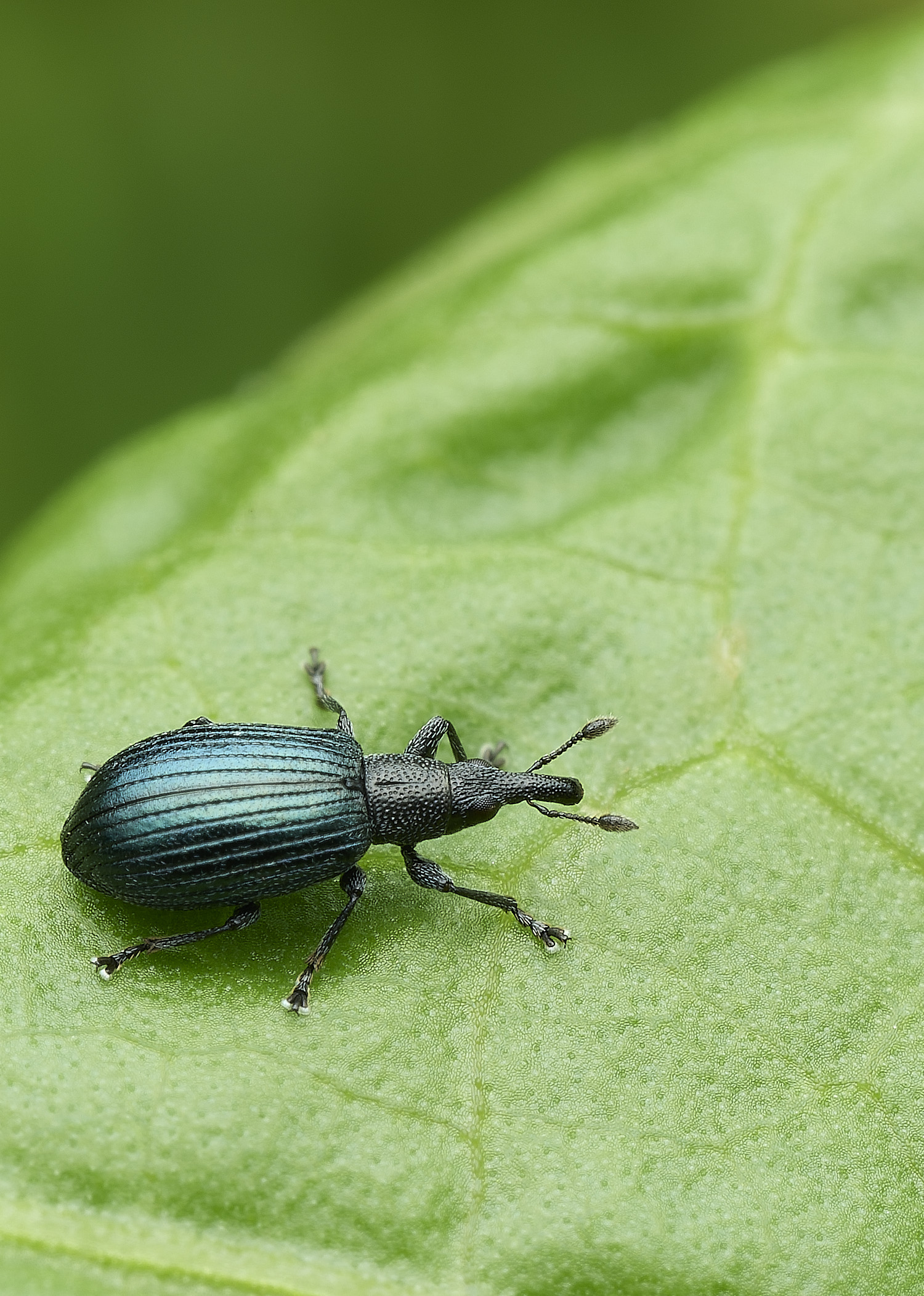 OverstrandDockWeevil110625-1 1
