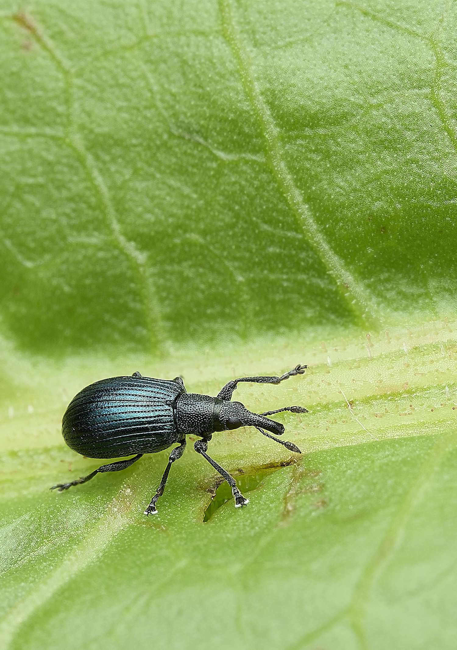 OverstrandDockWeevil110625-2
