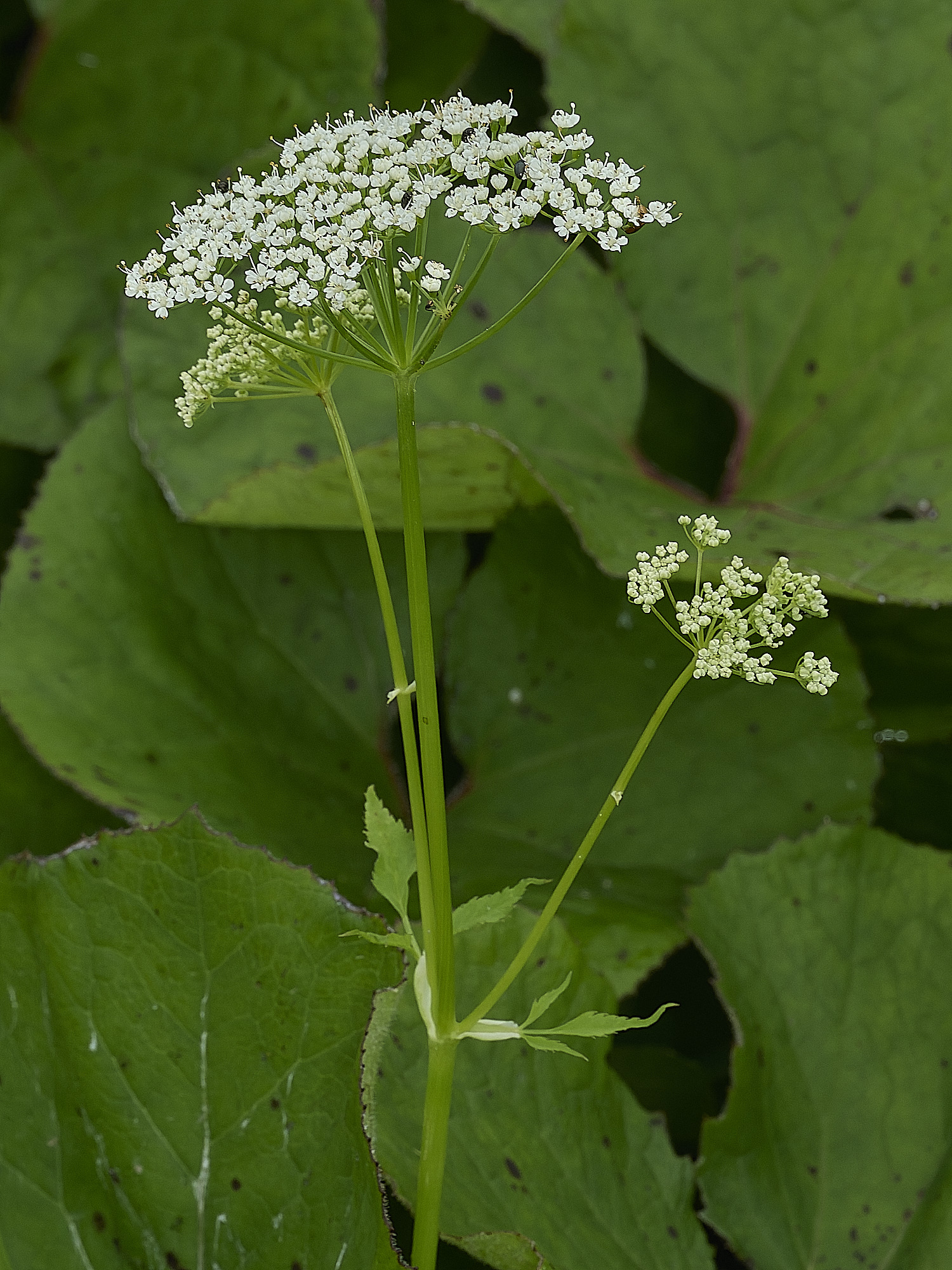 OverstrandGroundlder110626-1