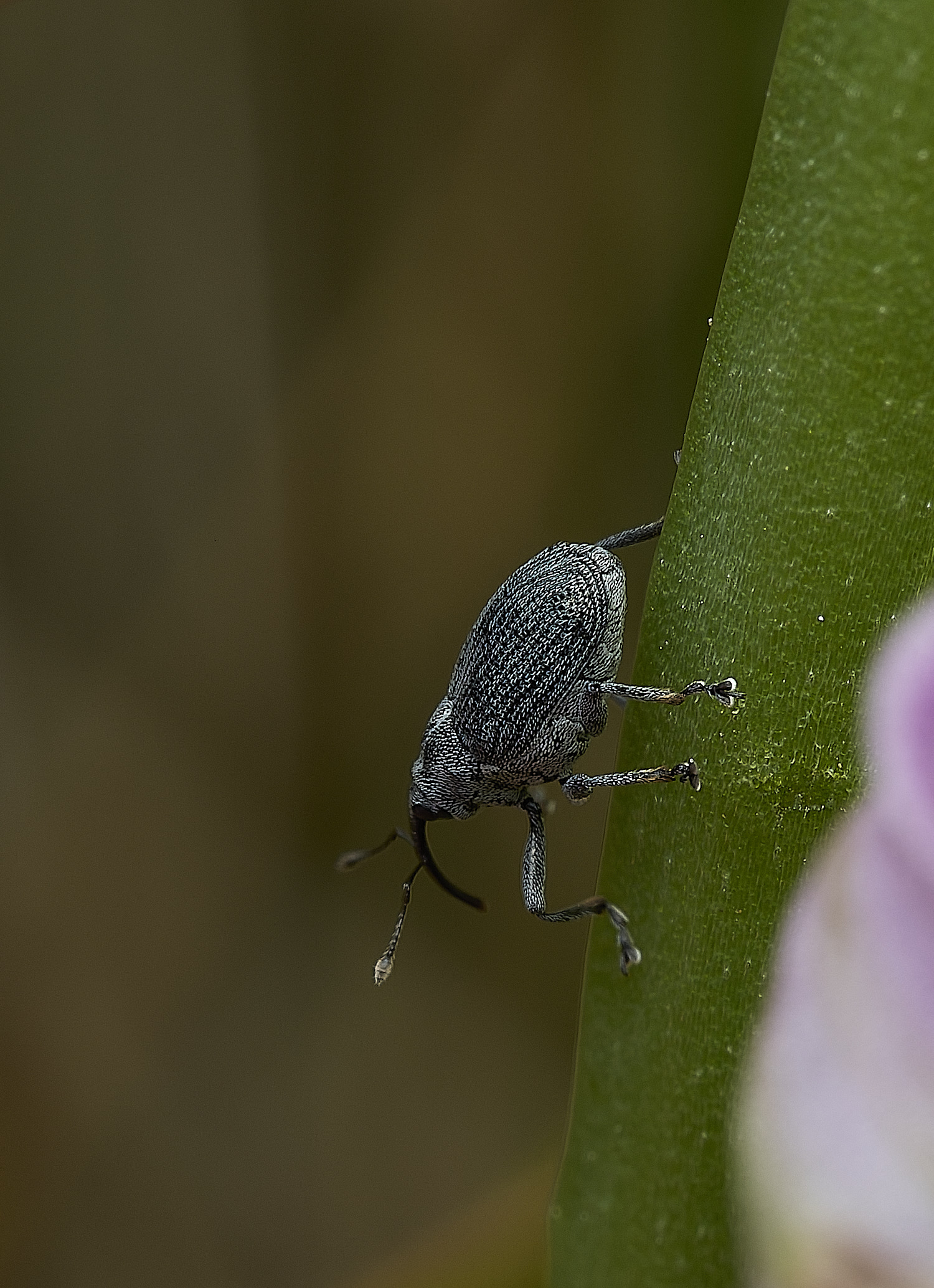OverstrandWeevil110626-2