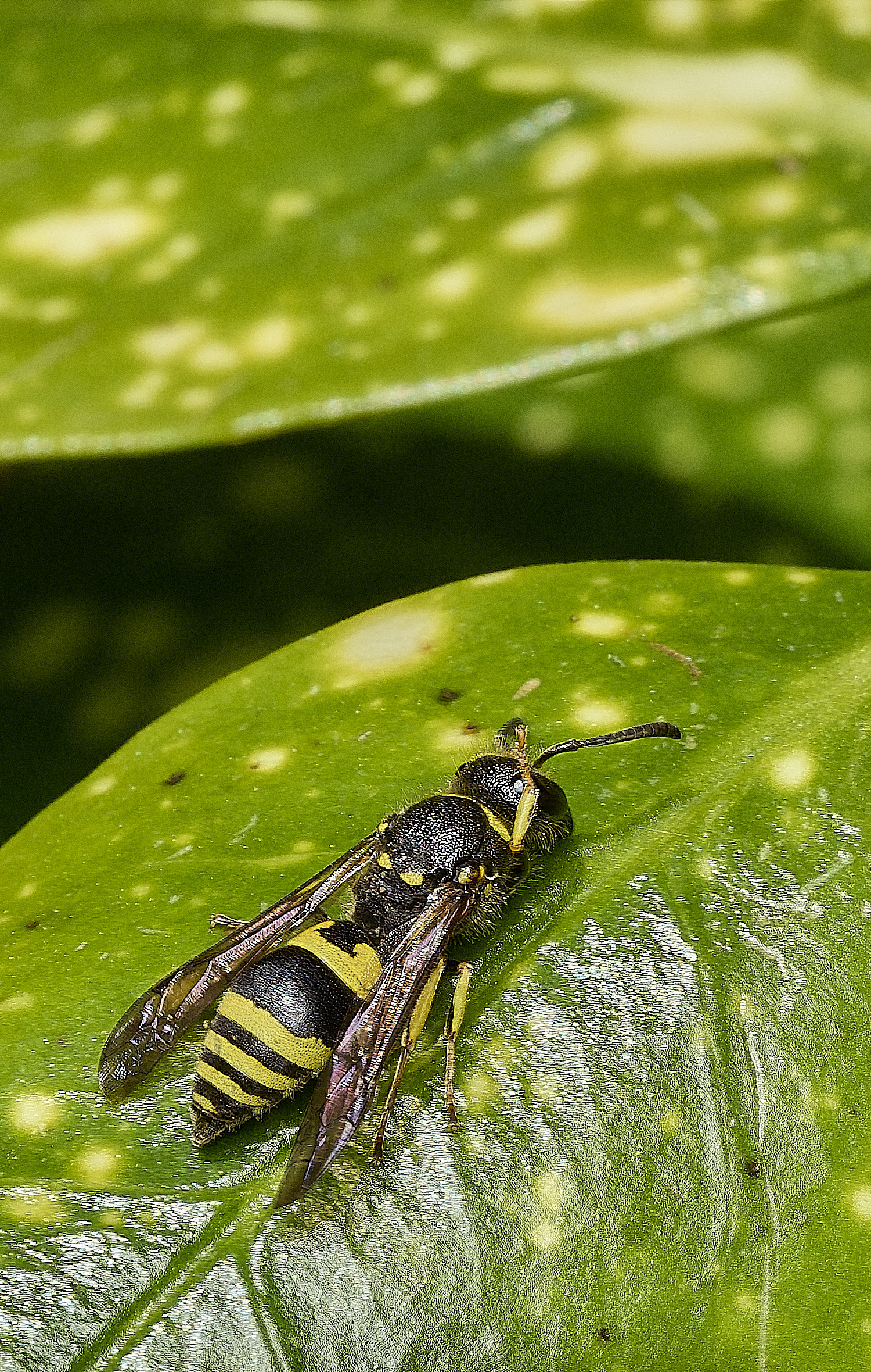 RanworthChurchAncistrocerus080426-1