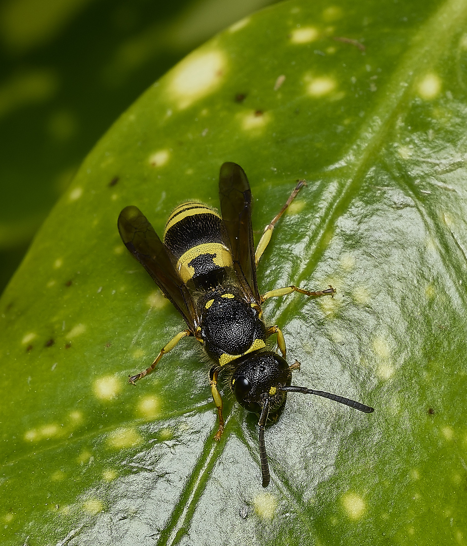 RanworthChurchAncistrocerus080426-2