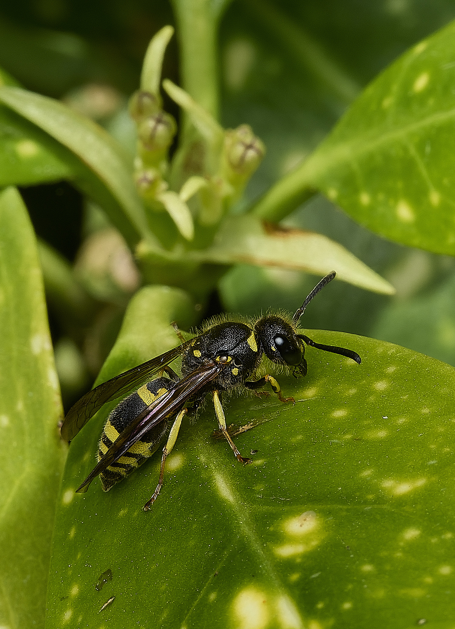 RanworthChurchAncistrocerus080426-3