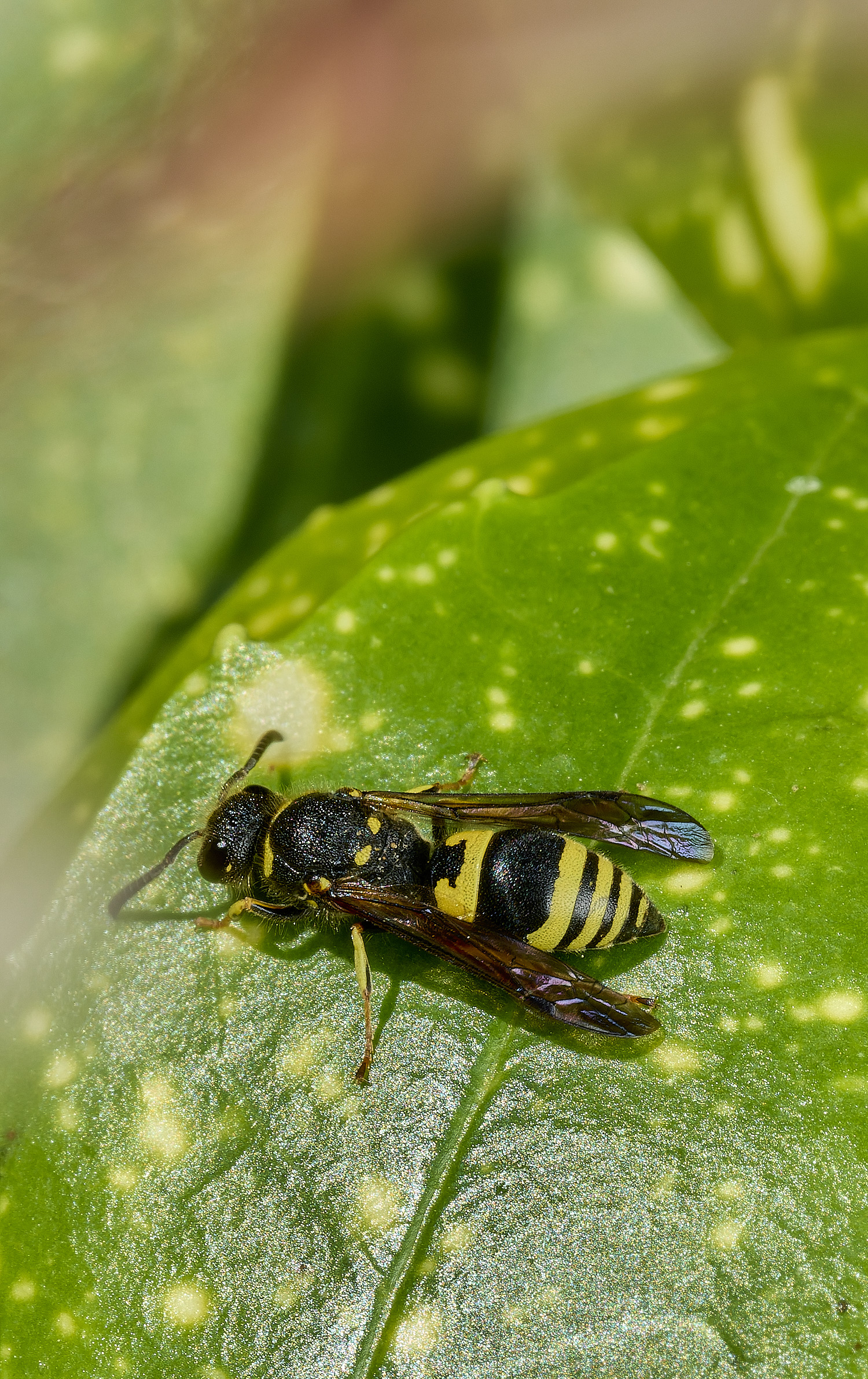 RanworthChurchAncistrocerus080426-4