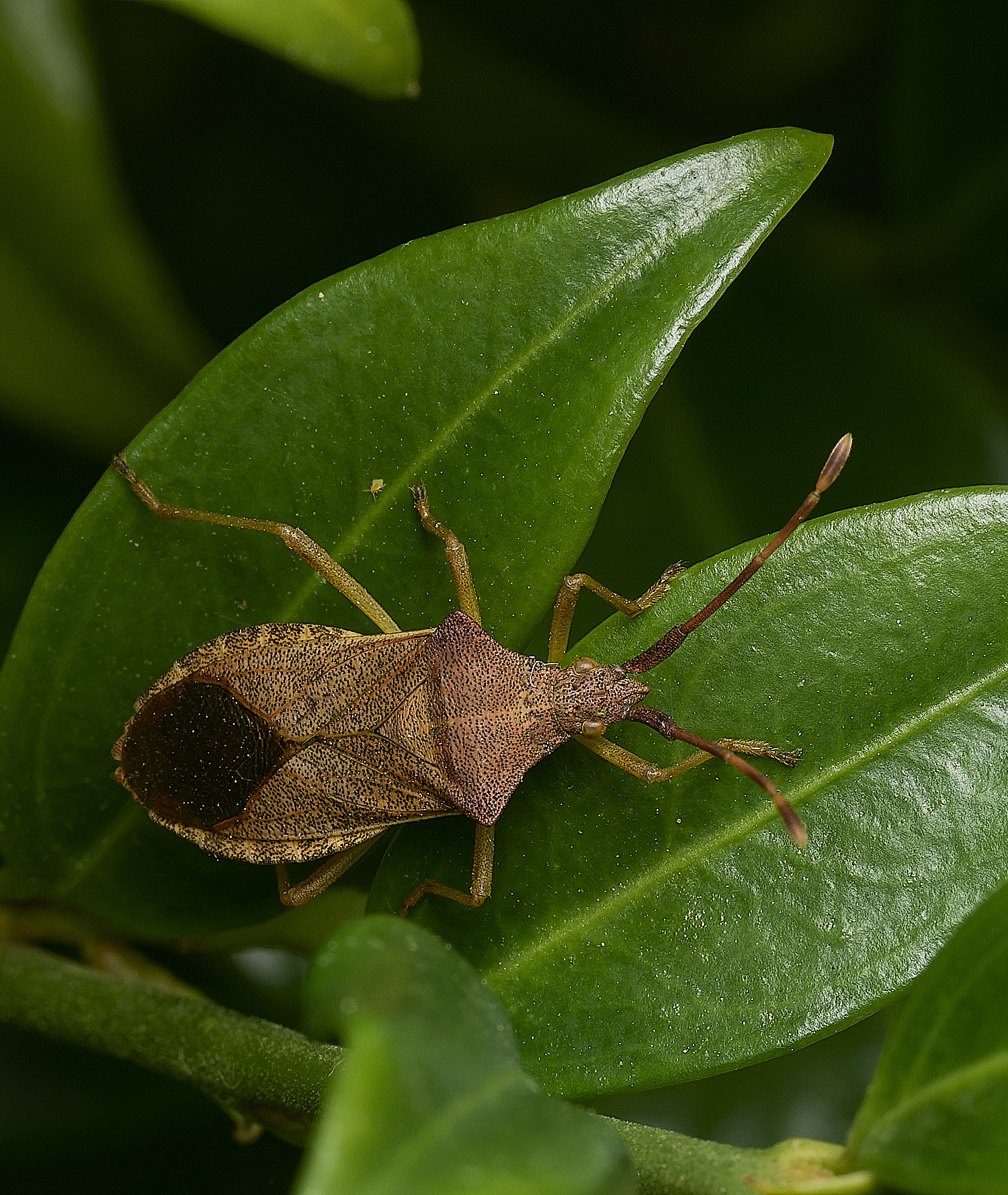 RanworthChurchBug080426-1