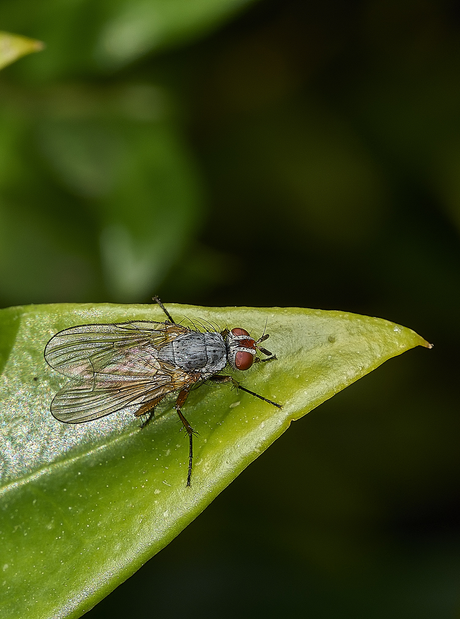 RanworthChurchFlySp080426-1