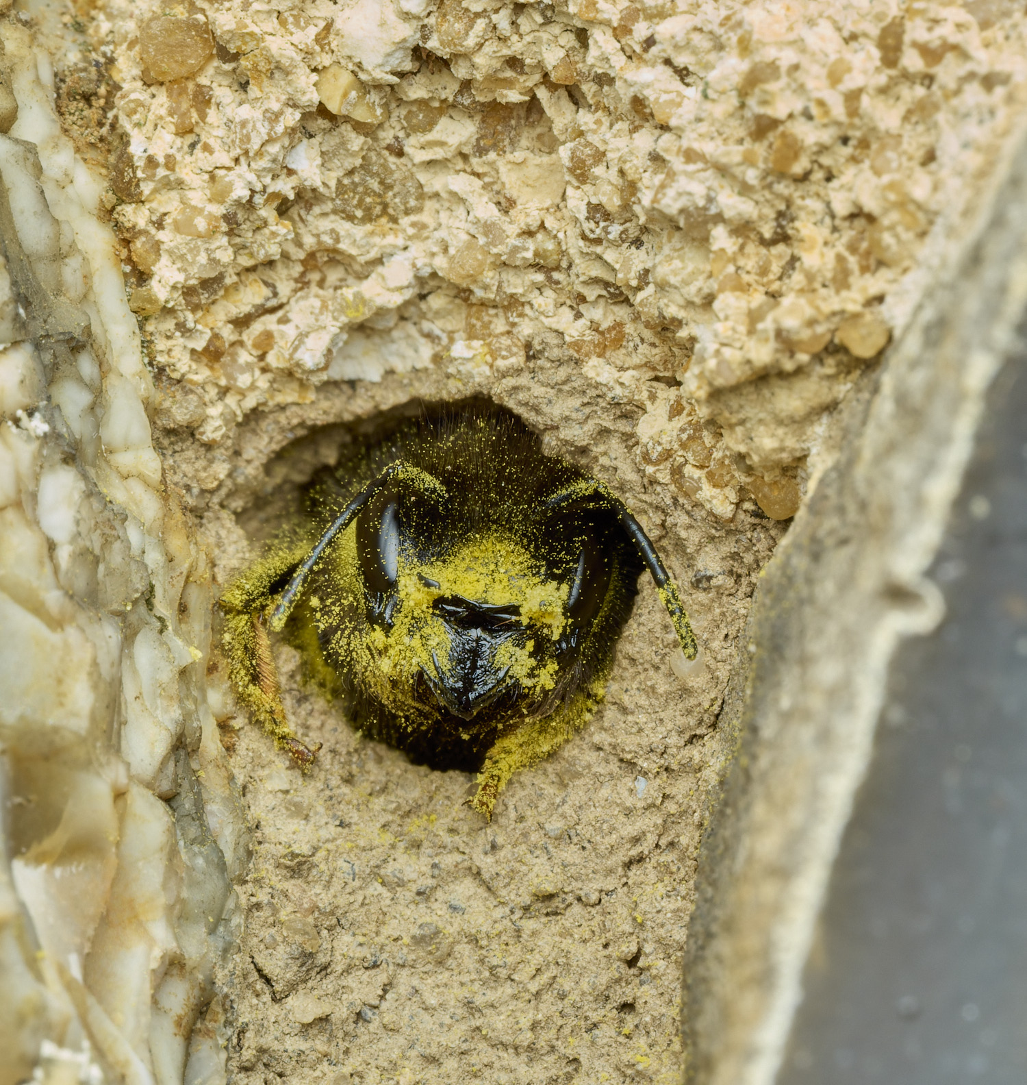 RanworthChurchOcornuta080426-10