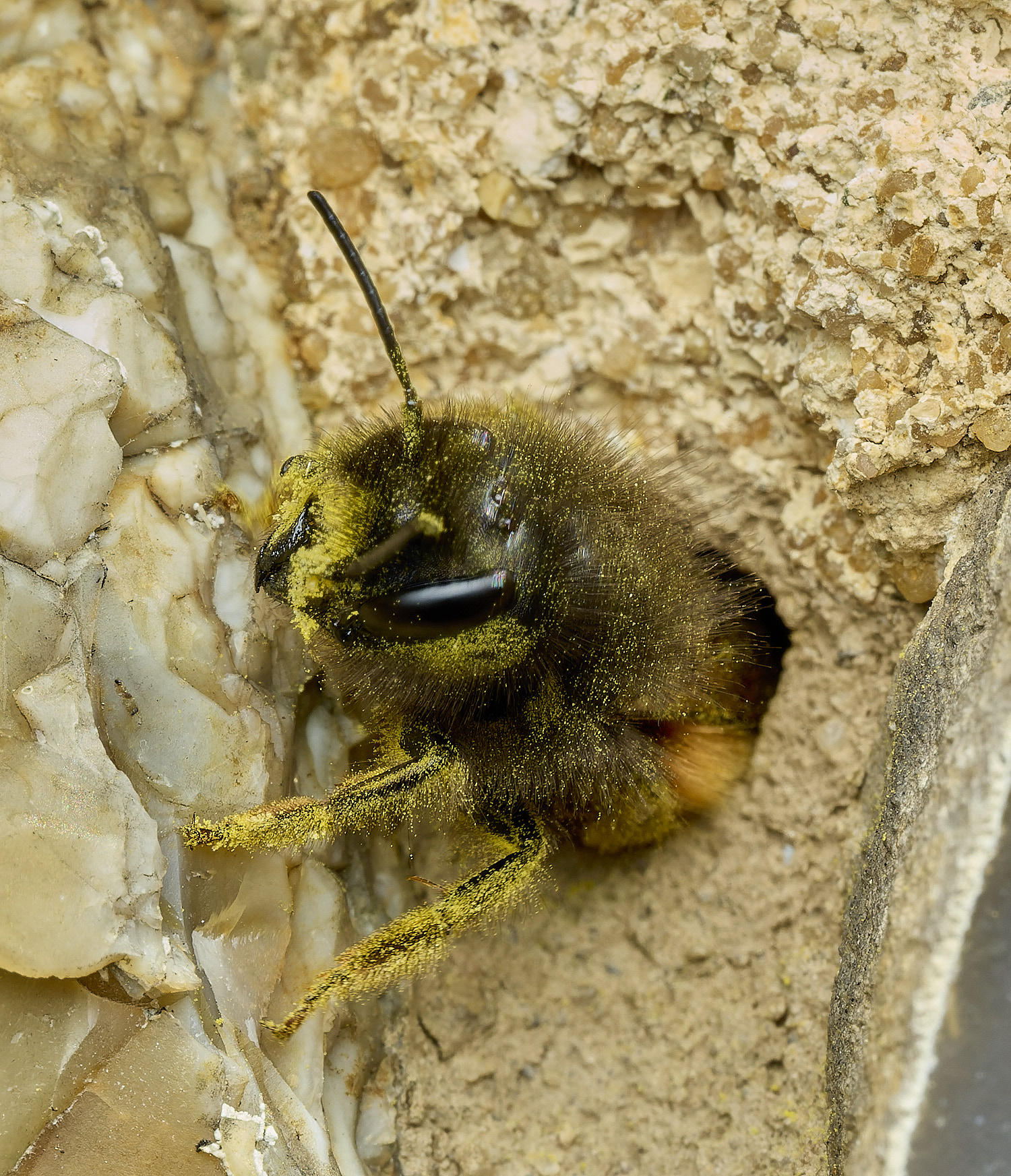 RanworthChurchOcornuta080426-11