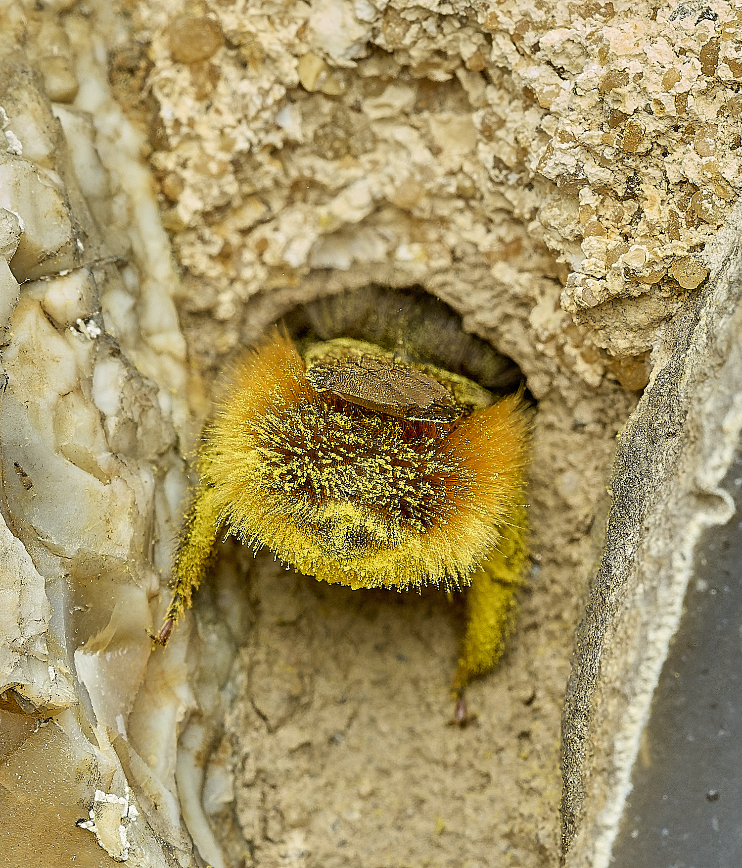 RanworthChurchOcornuta080426-13