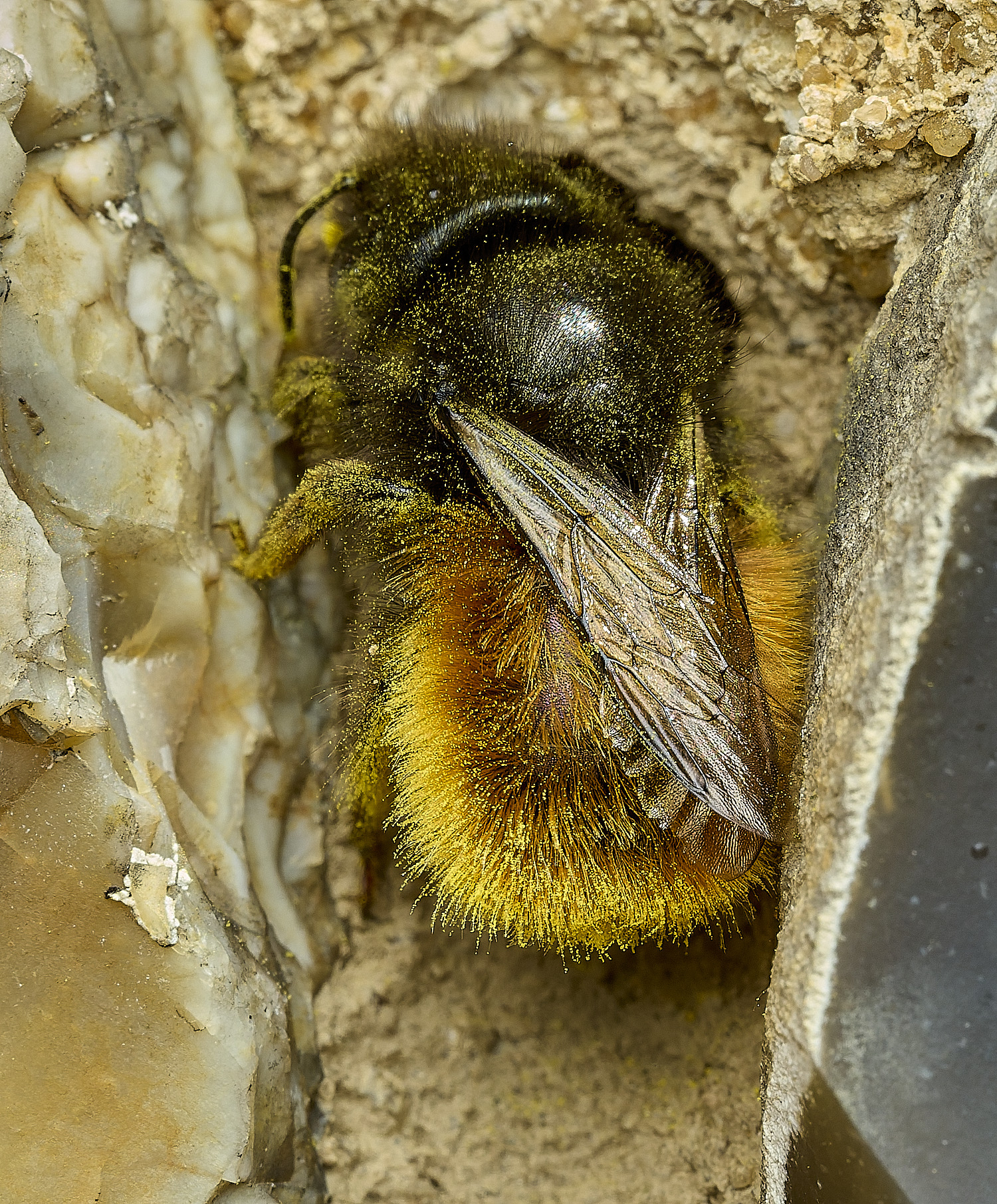 RanworthChurchOcornuta080426-14