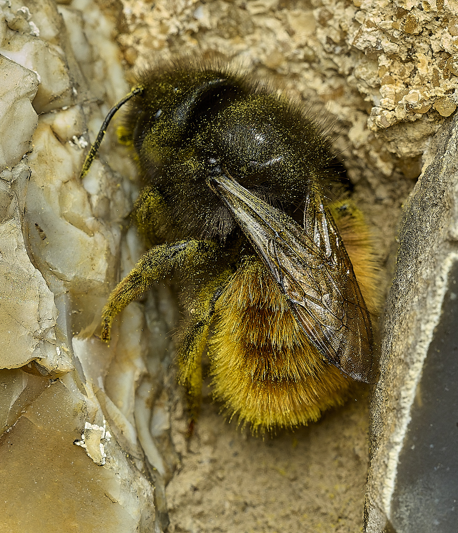 RanworthChurchOcornuta080426-15