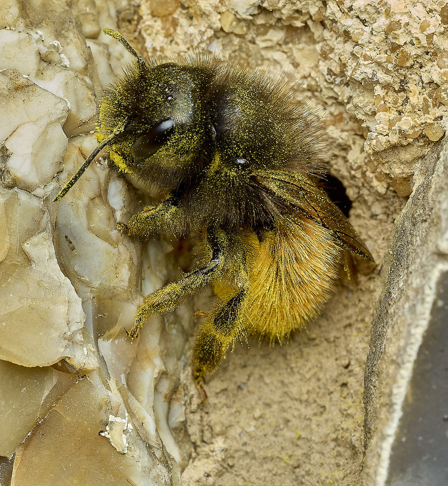 RanworthChurchOcornuta080426-16