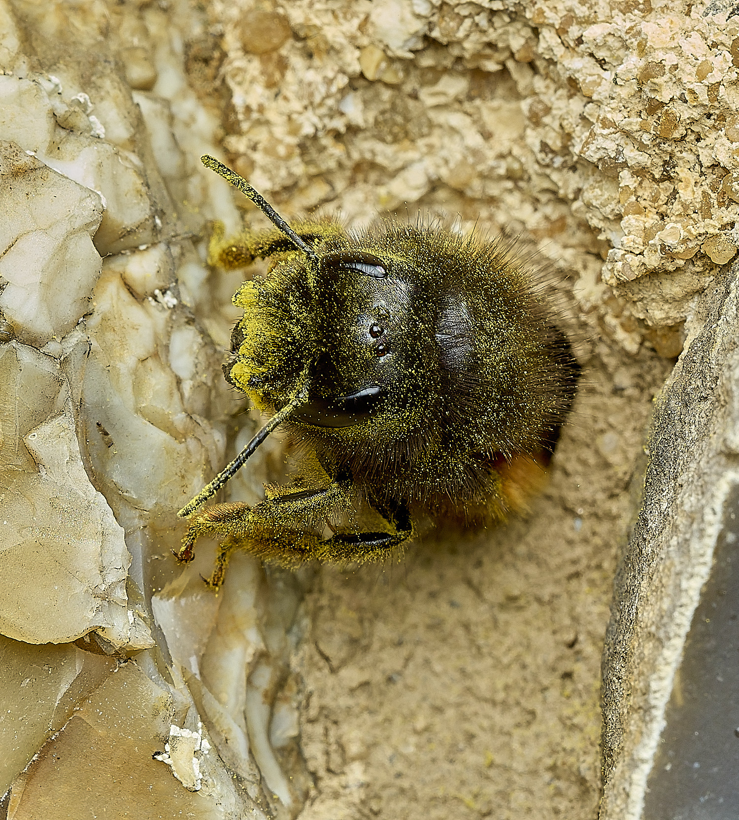 RanworthChurchOcornuta080426-17