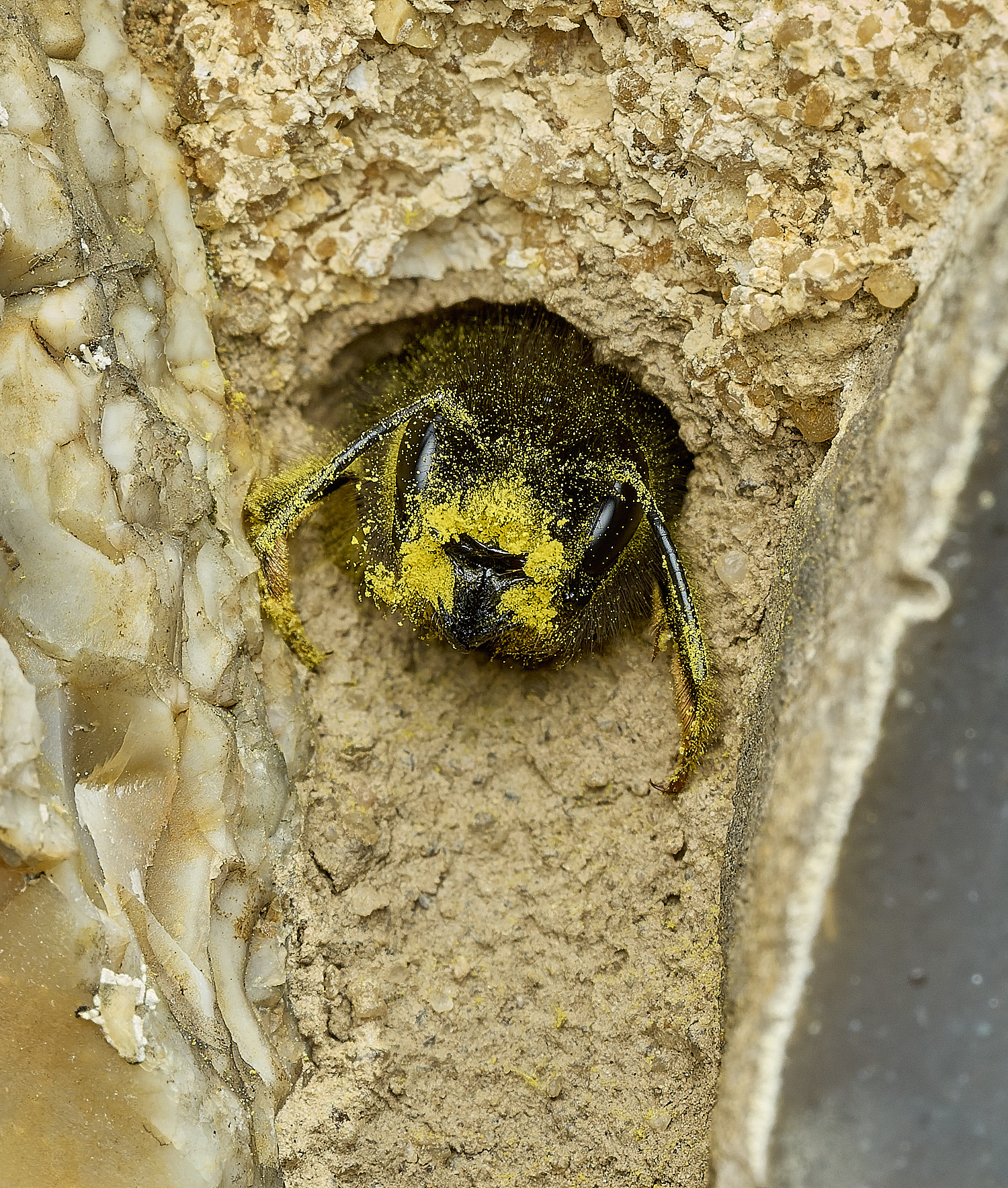 RanworthChurchOcornuta080426-18