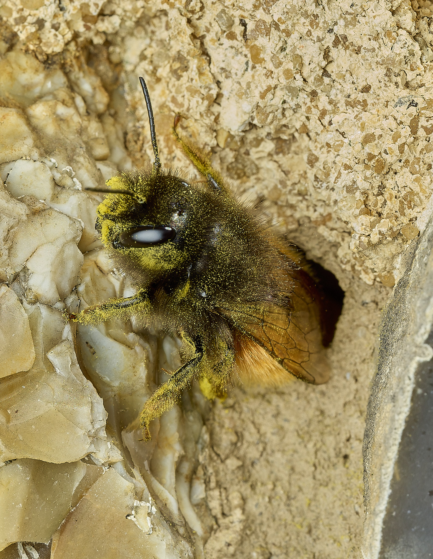 RanworthChurchOcornuta080426-19