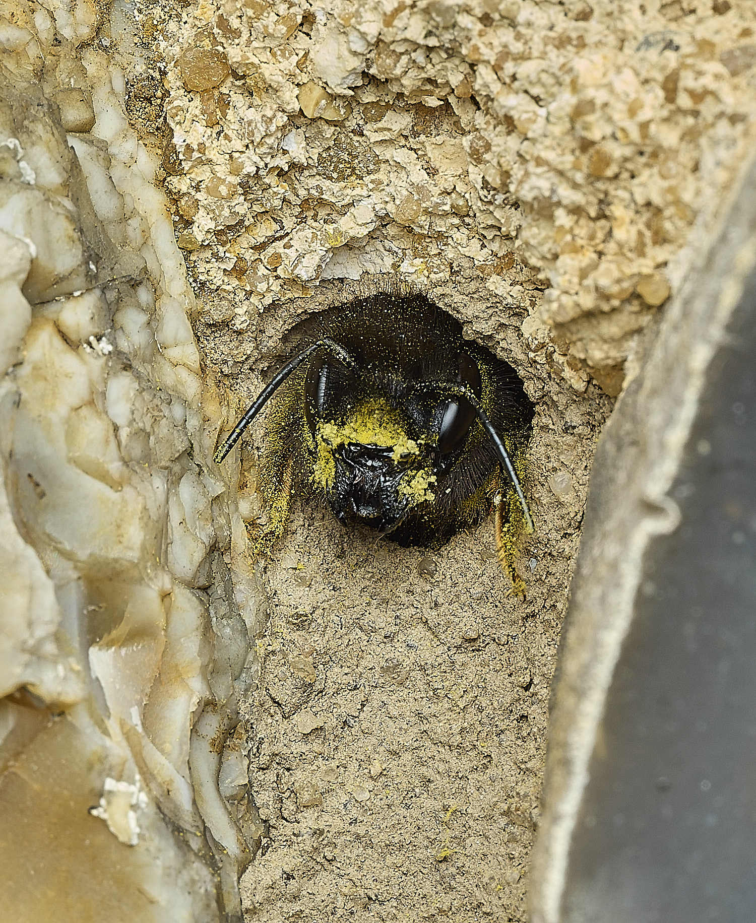 RanworthChurchOcornuta080426-3