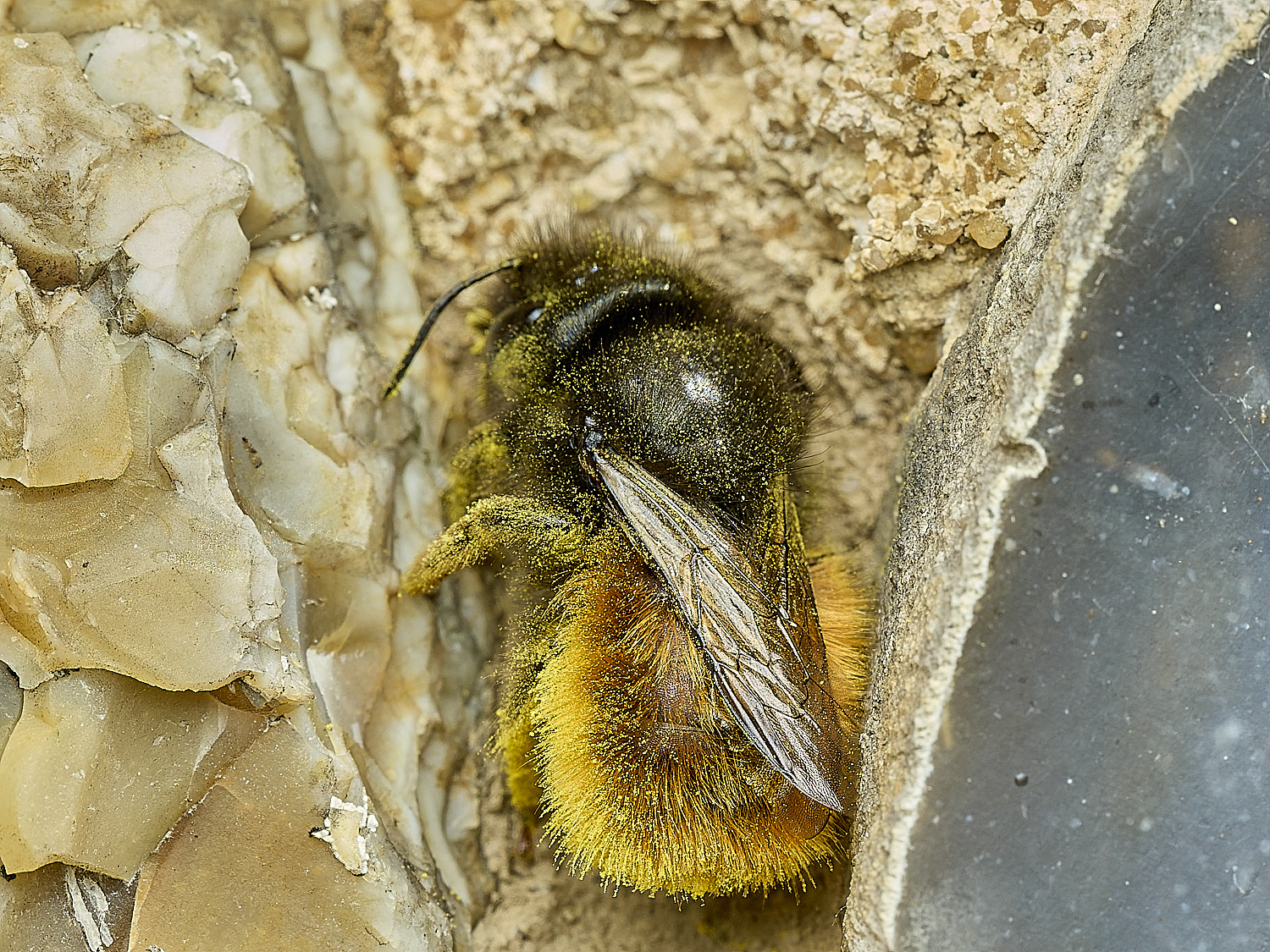 RanworthChurchOcornuta080426-5