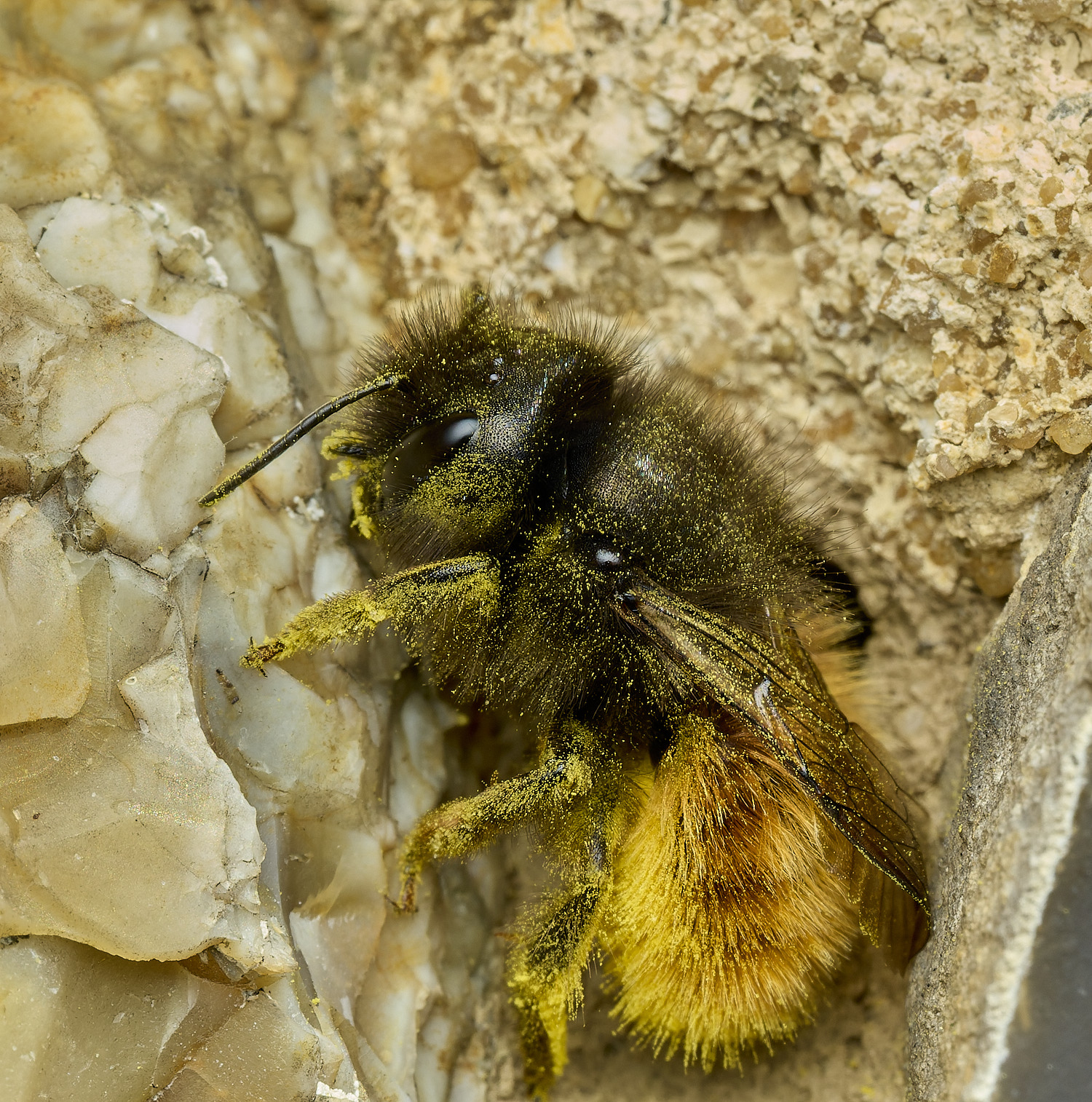 RanworthChurchOcornuta080426-6