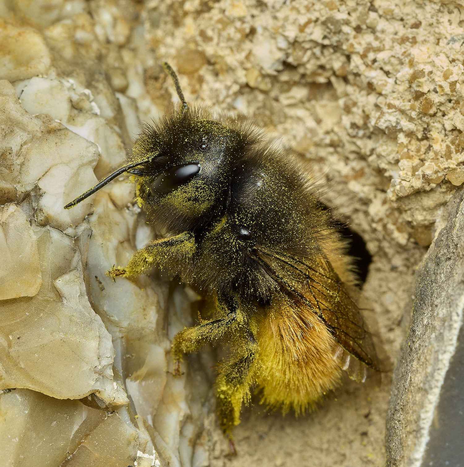 RanworthChurchOcornuta080426-7