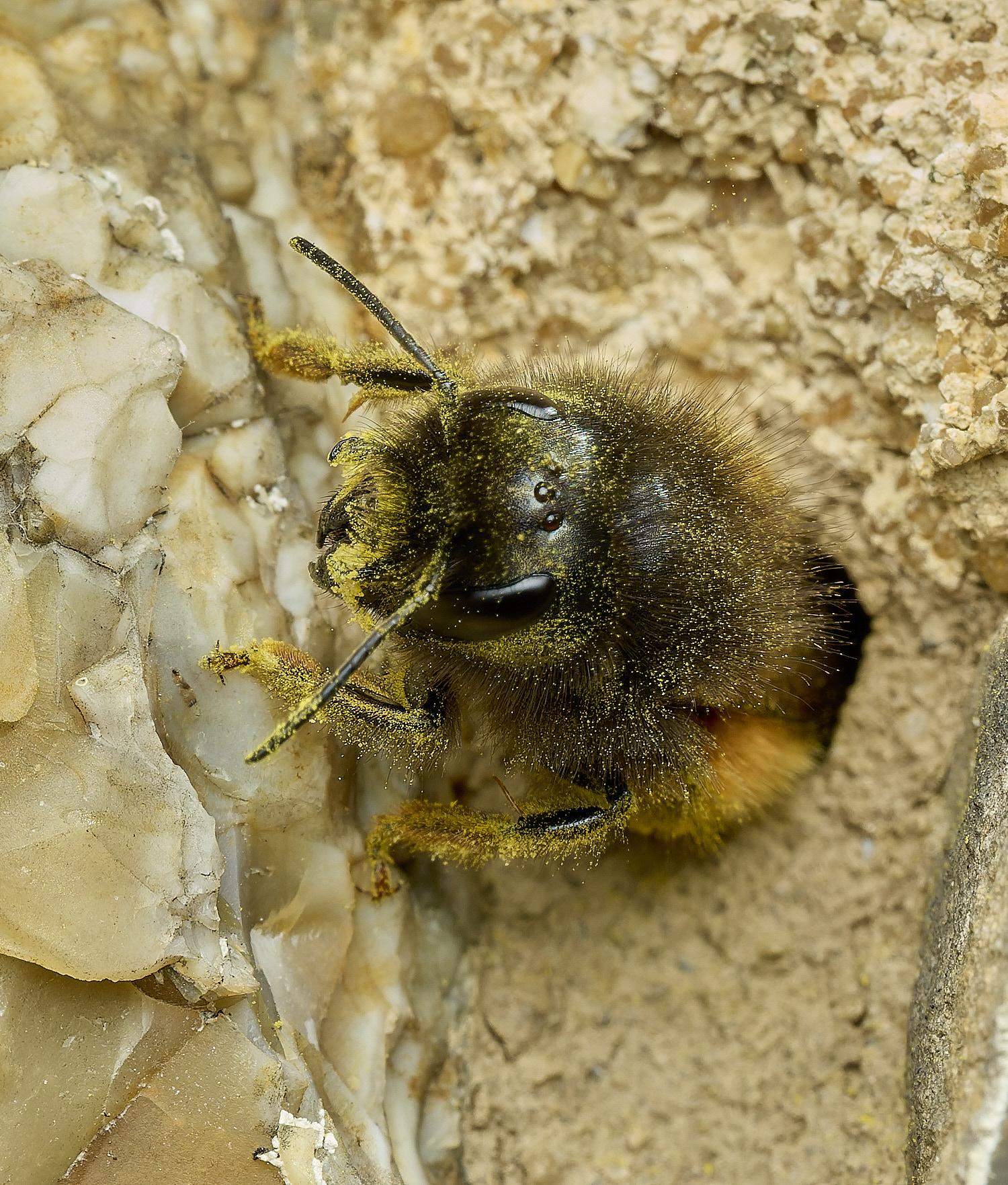 RanworthChurchOcornuta080426-8
