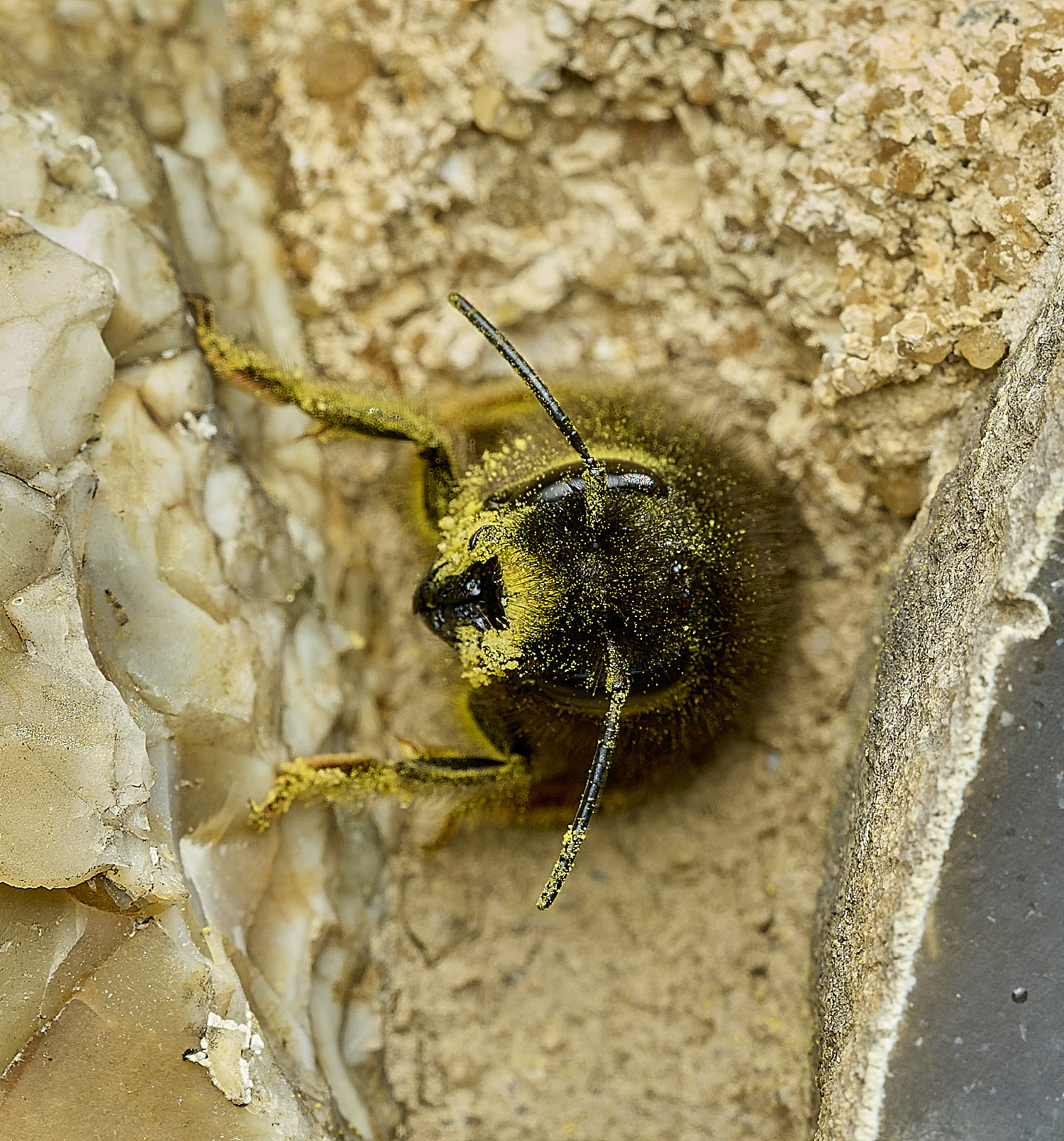 RanworthChurchOcornuta080426-9