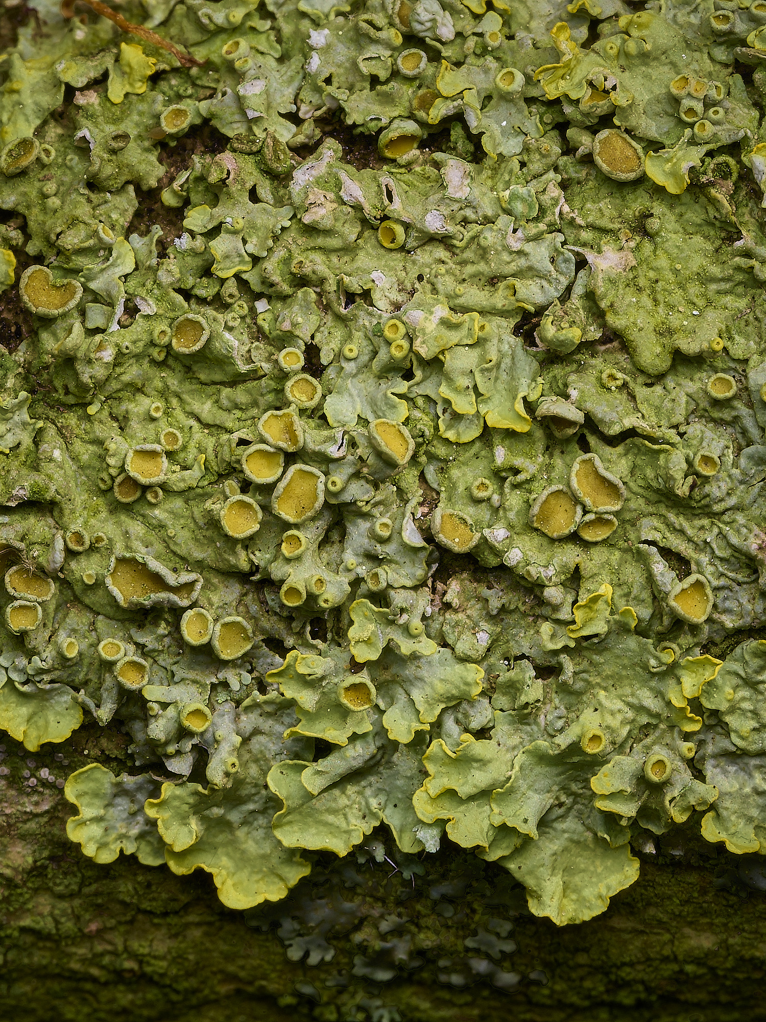 RanworthLichen13210426-4 1