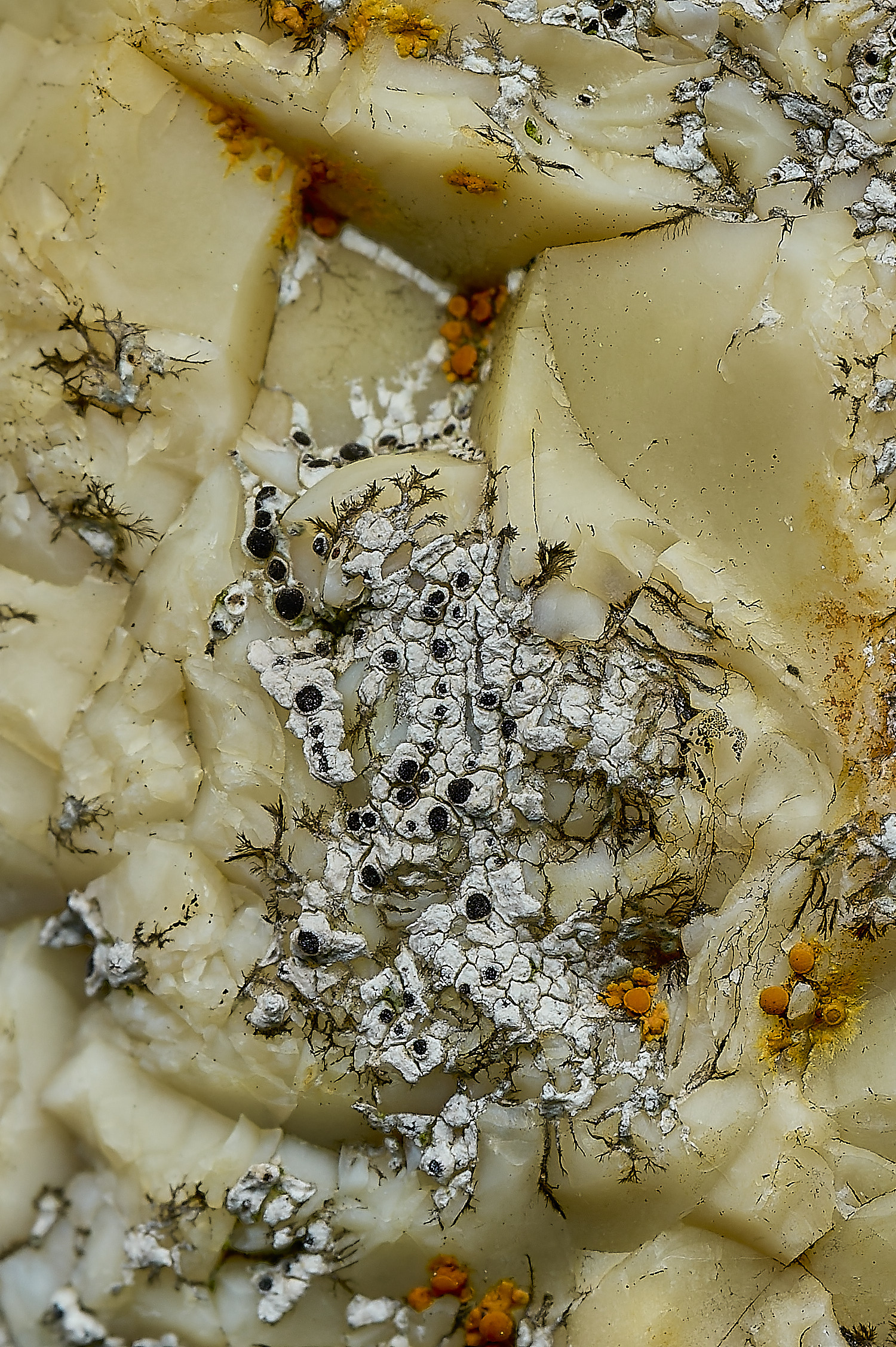 RanworthLichen6210426-1 1