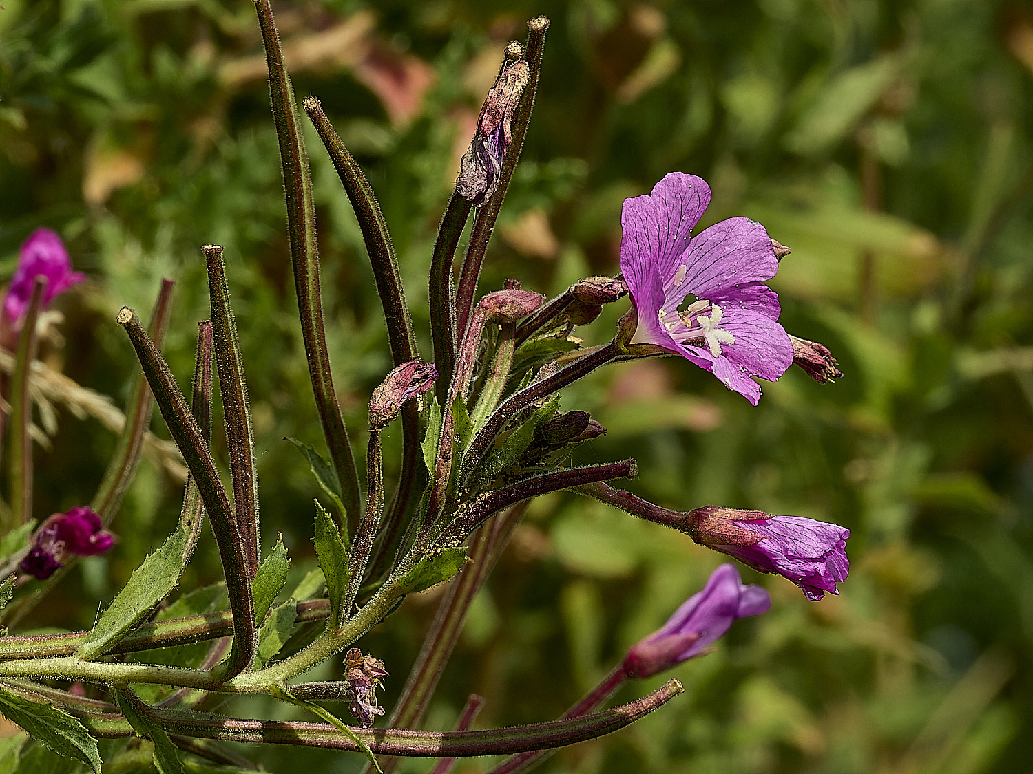 SalthouseGreatWillowherb040826-3
