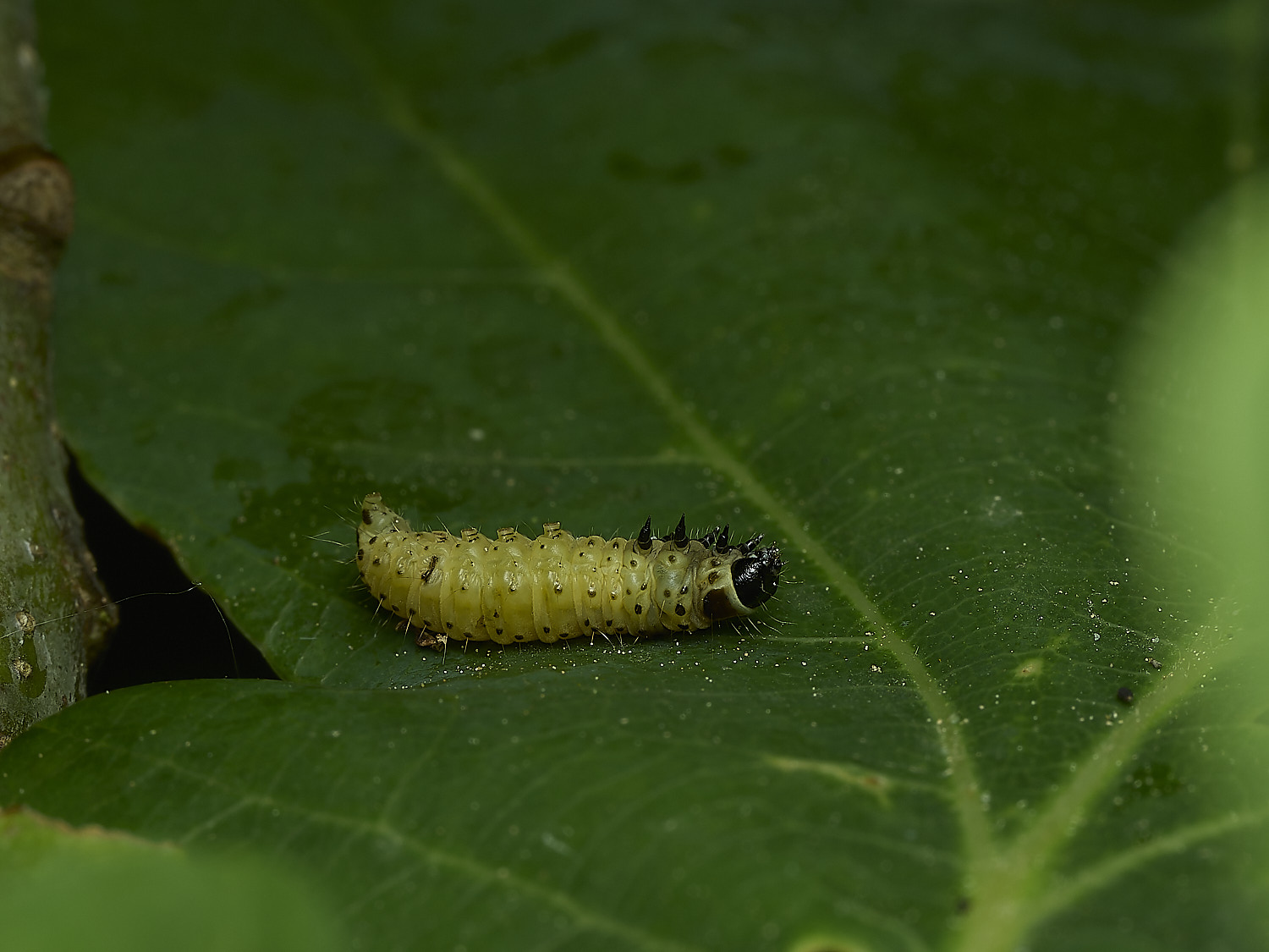 SalthouseHeathCaterpillar2270526-1