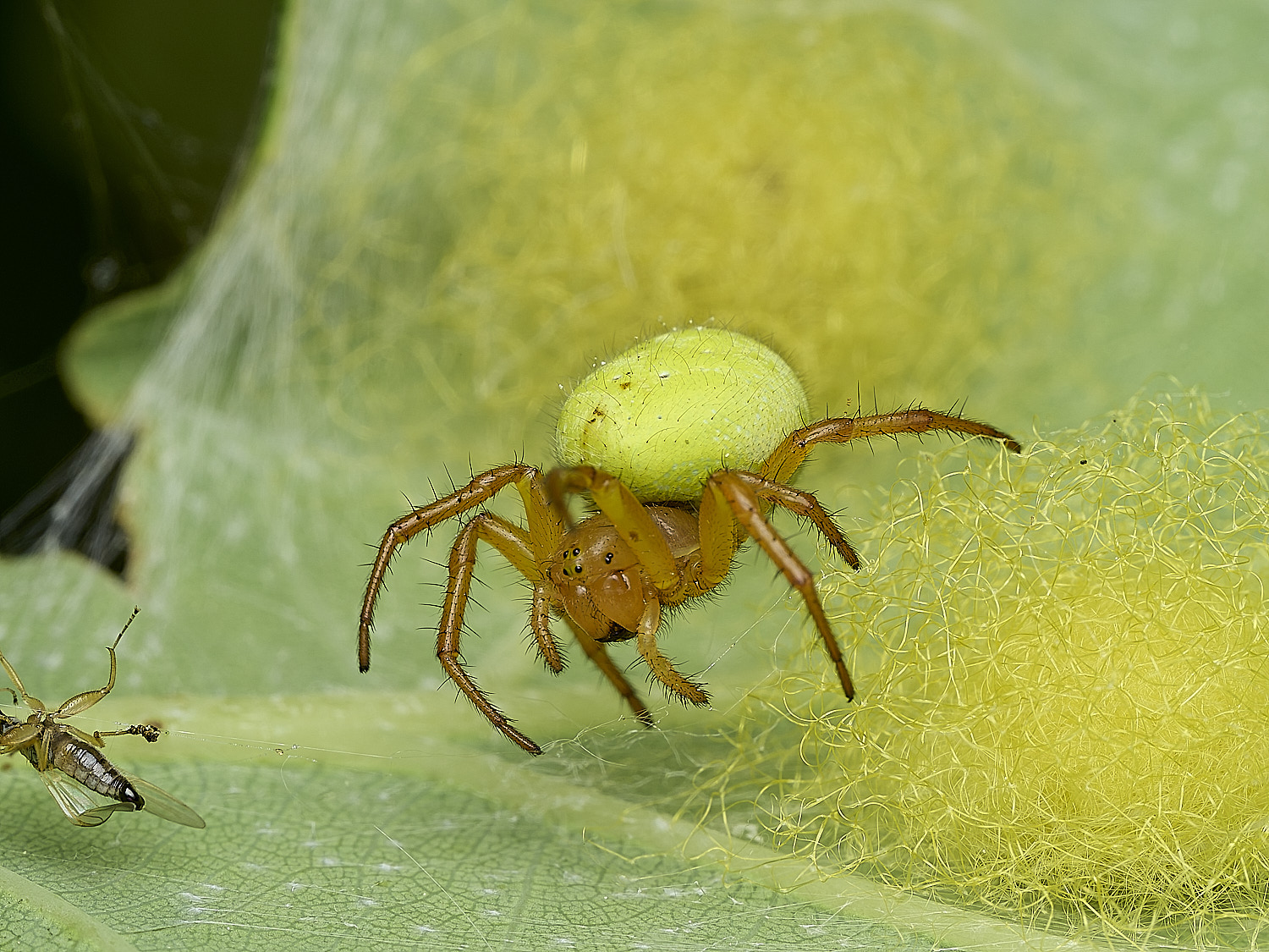 SalthouseHeathCucumberSpider270526-5