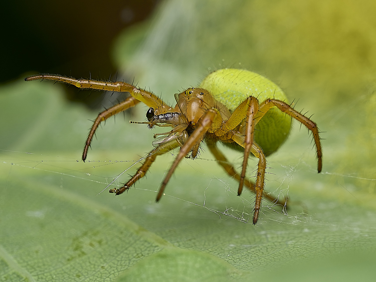 SalthouseHeathCucumberSpider270526-8