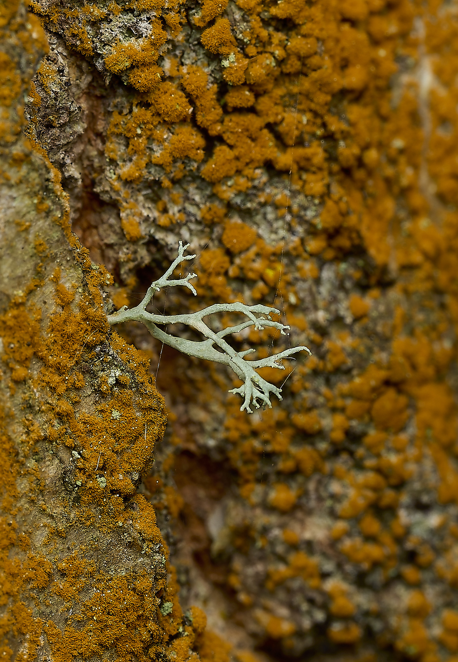 SalthouseHeathLichen270526-1