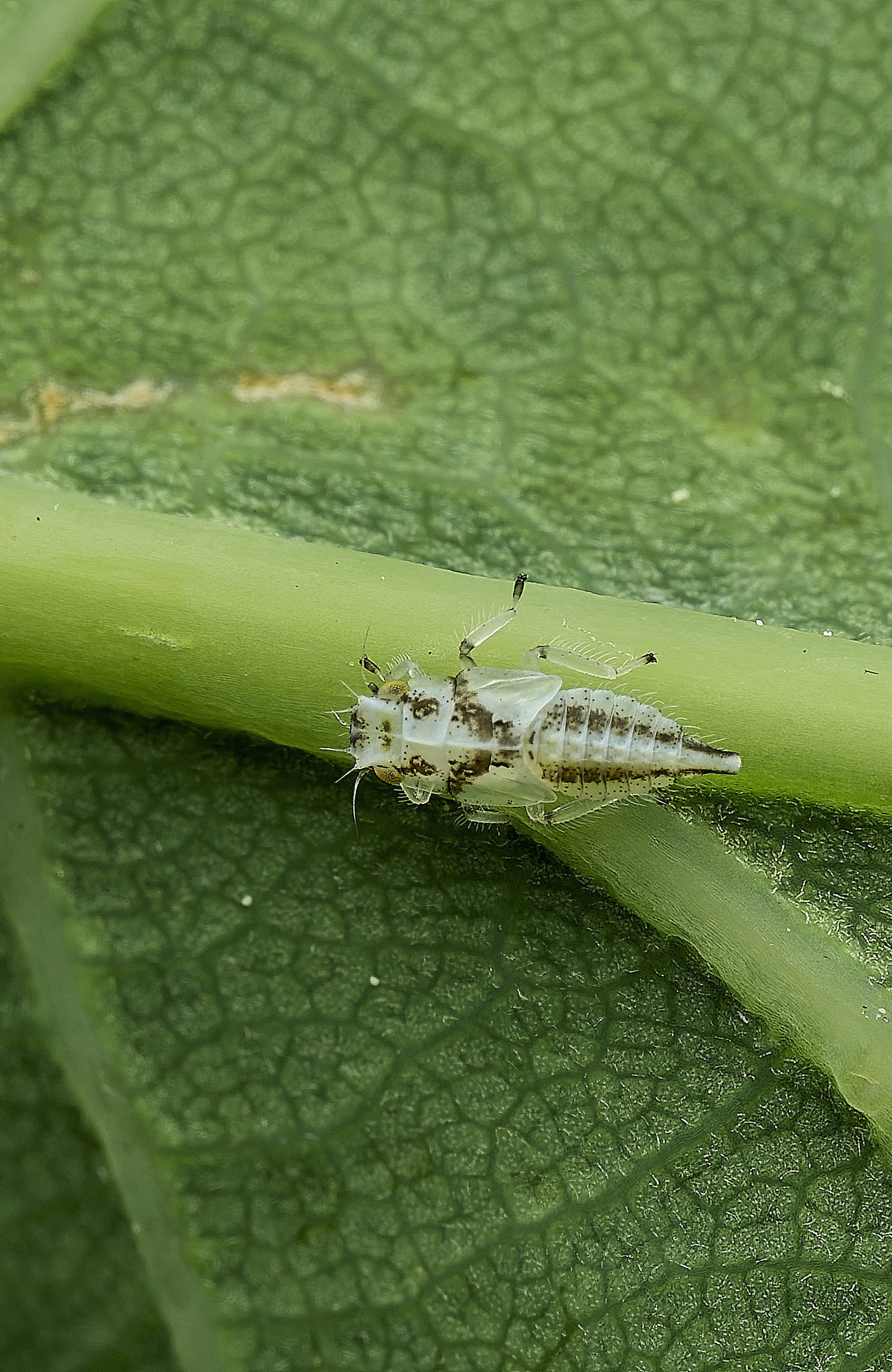 SalthouseHeathNymph270526-3