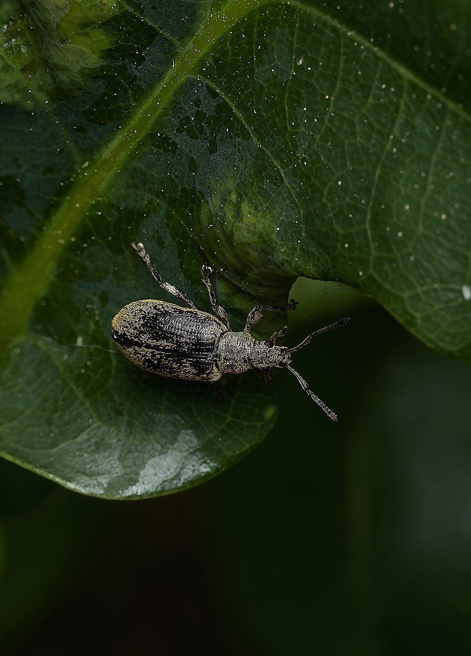 SalthouseHeathWeevil270526-1