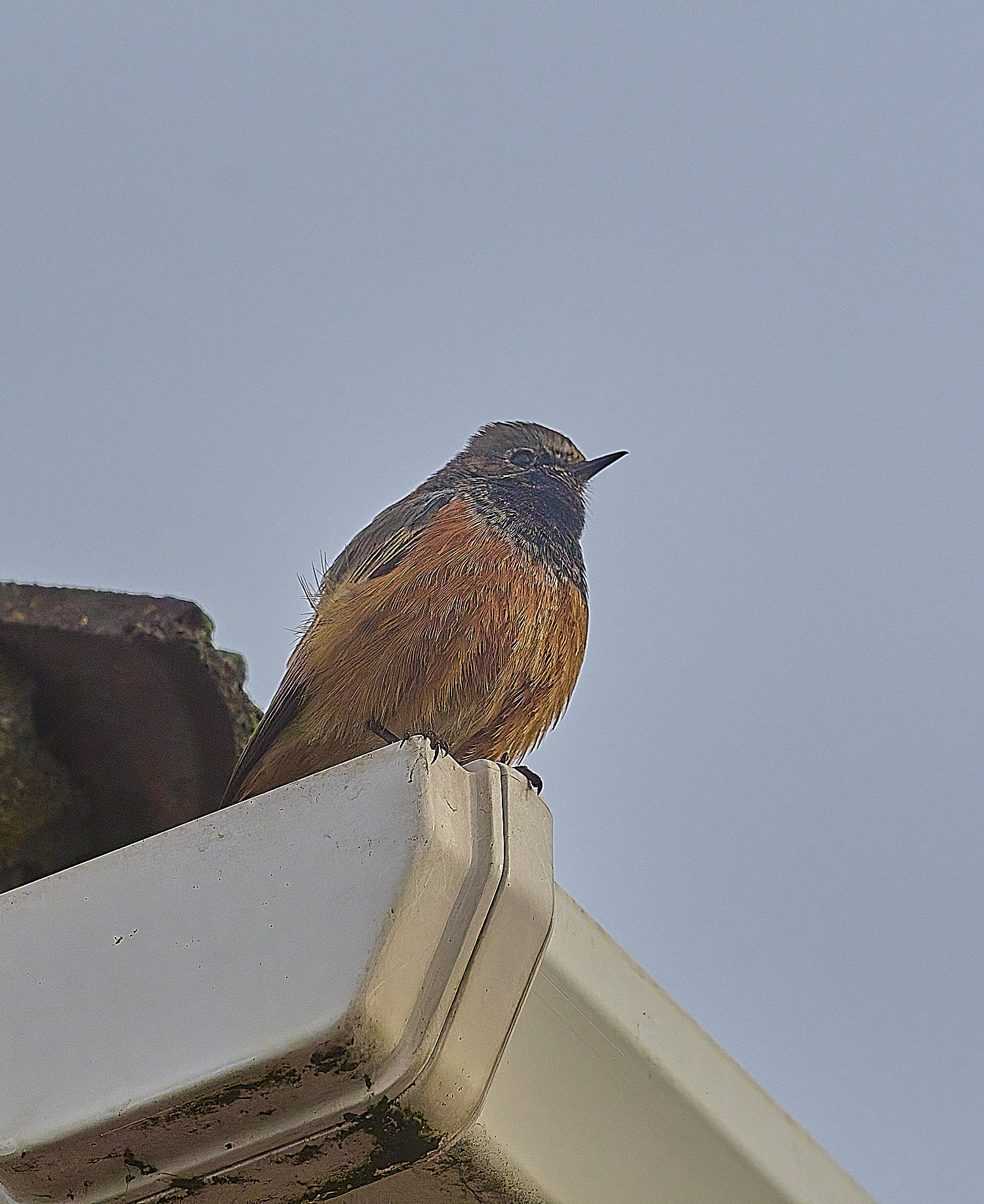 SheringhamEasternBlackRedstart280126-1