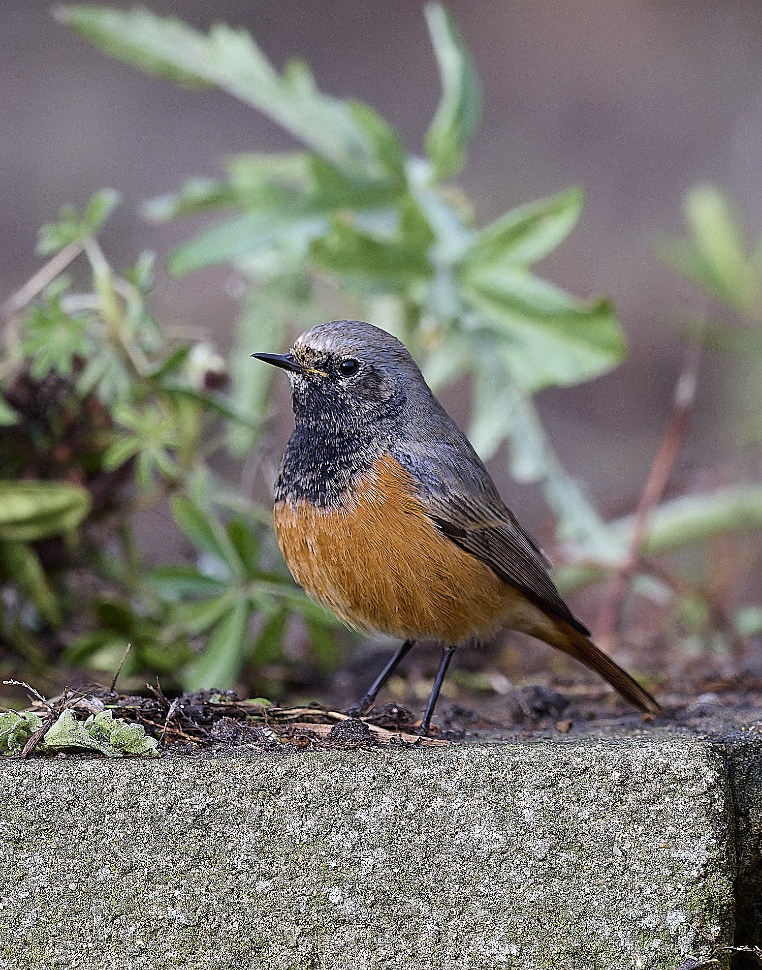 SheringhamEasternBlackRedstart280126-2