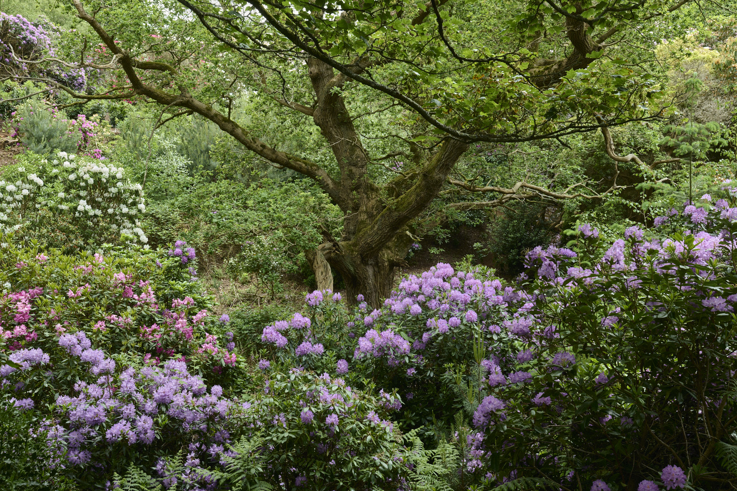 SheringhamPark290526-3