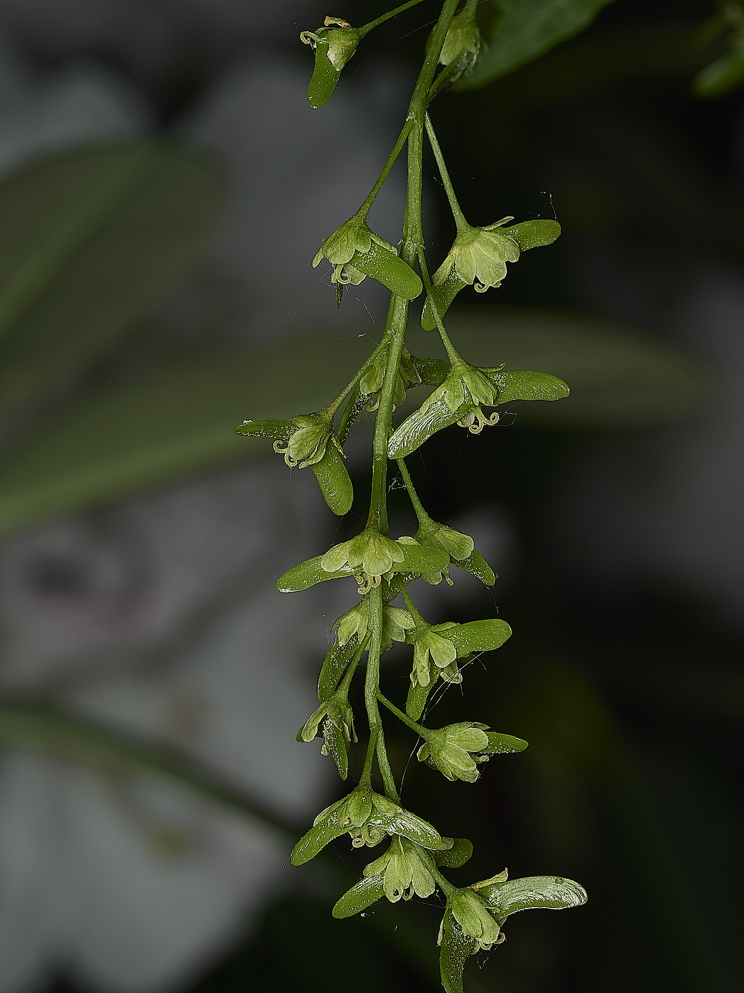 SheringhamParkAcerSp290526-2